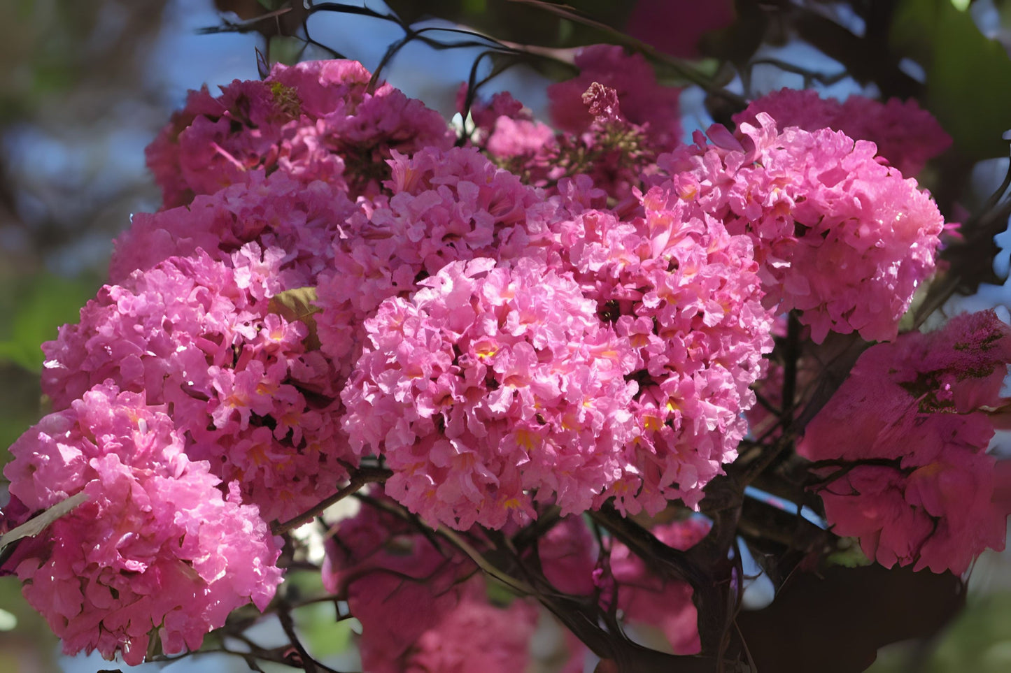 Pink Trumpet Flowering Tree Live Plant, Starter Size, Tabebuia Impetiginosa, Tropical Showy Flowers, Indoor/Outdoor Garden Decor