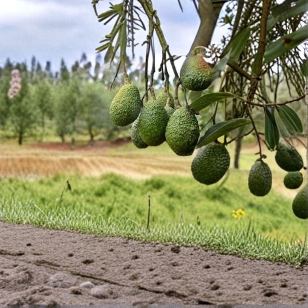 Hass Avocado Tree β Persea americana Live Seedlings | 5 Height Options | No Pesticides Used Tropical Fruit Starter | Great Gift Idea | Patio & Backyard Friendly