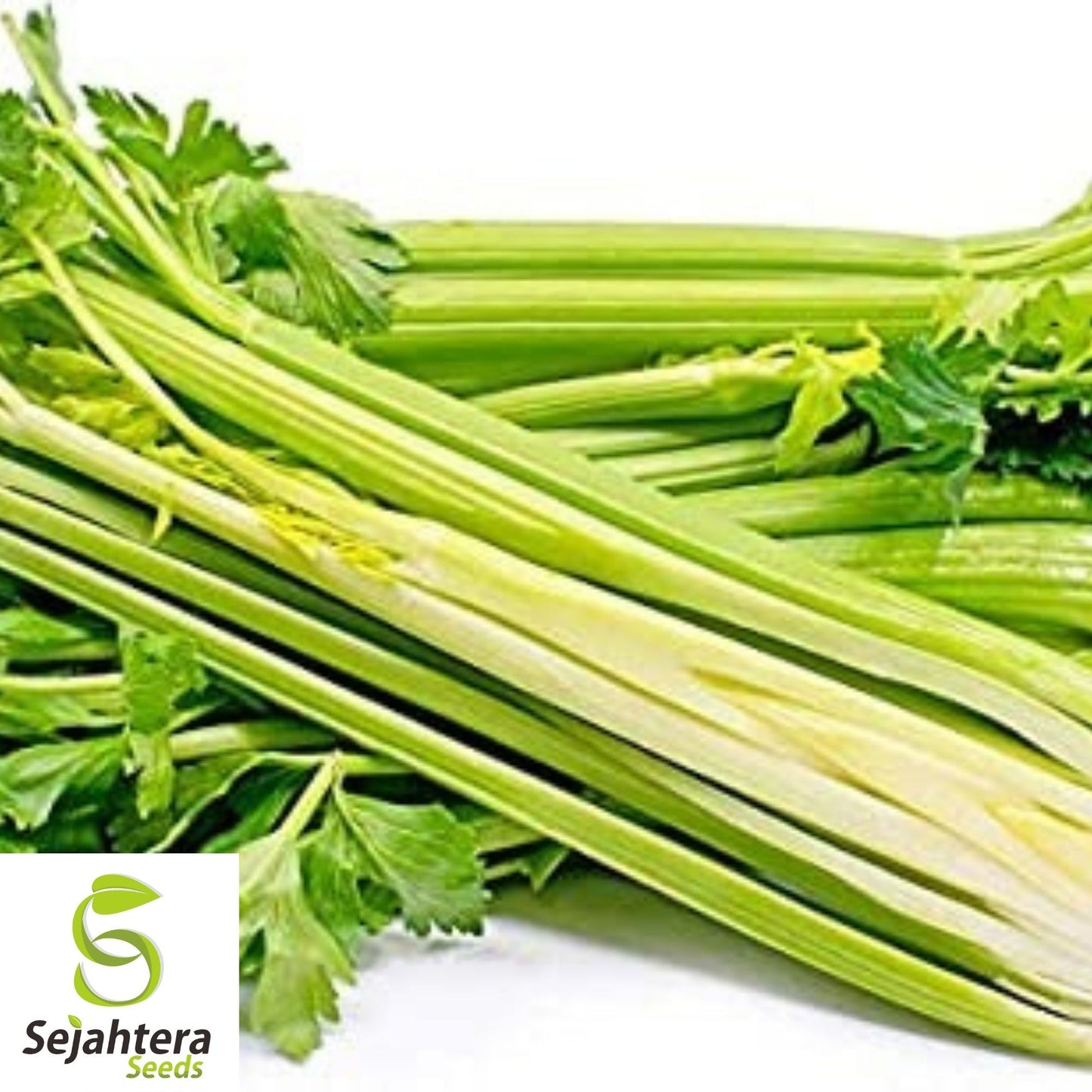 Golden Pascal Celery Seeds 500+ | Stringless Vegetable NON-GMO Garden USA