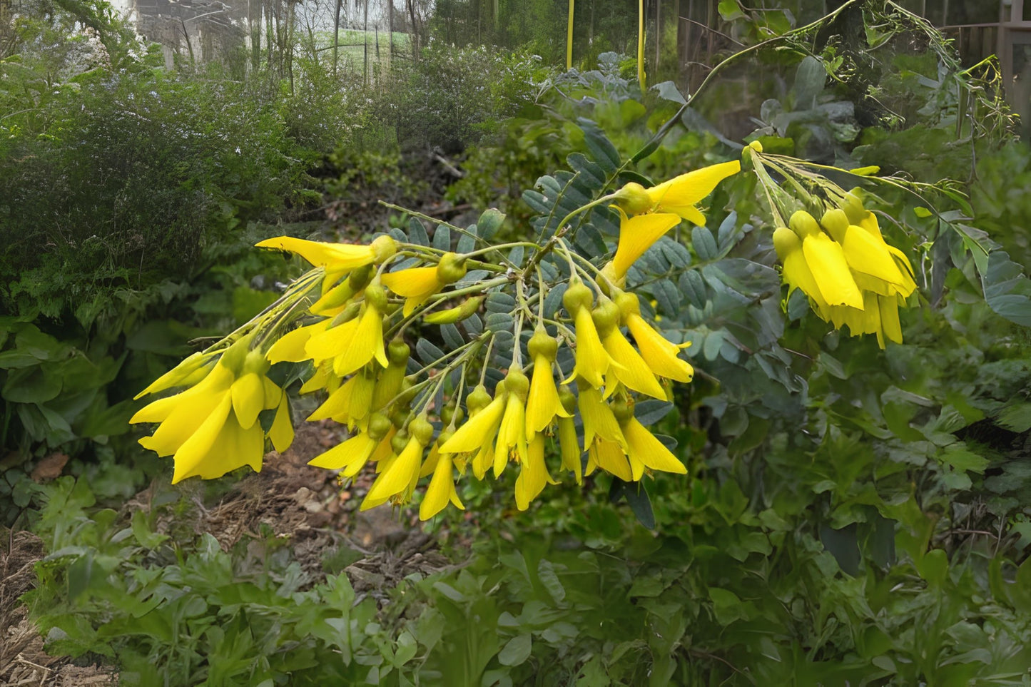 Mayo (Sophora macrocarpa)