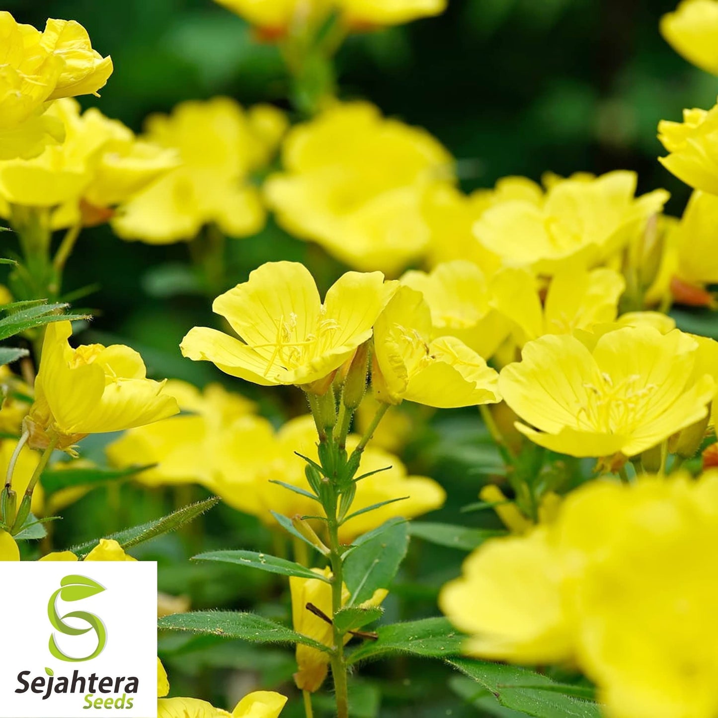 Evening Primrose Seeds 500+ | Yellow Dwarf Perennial Flowers USA