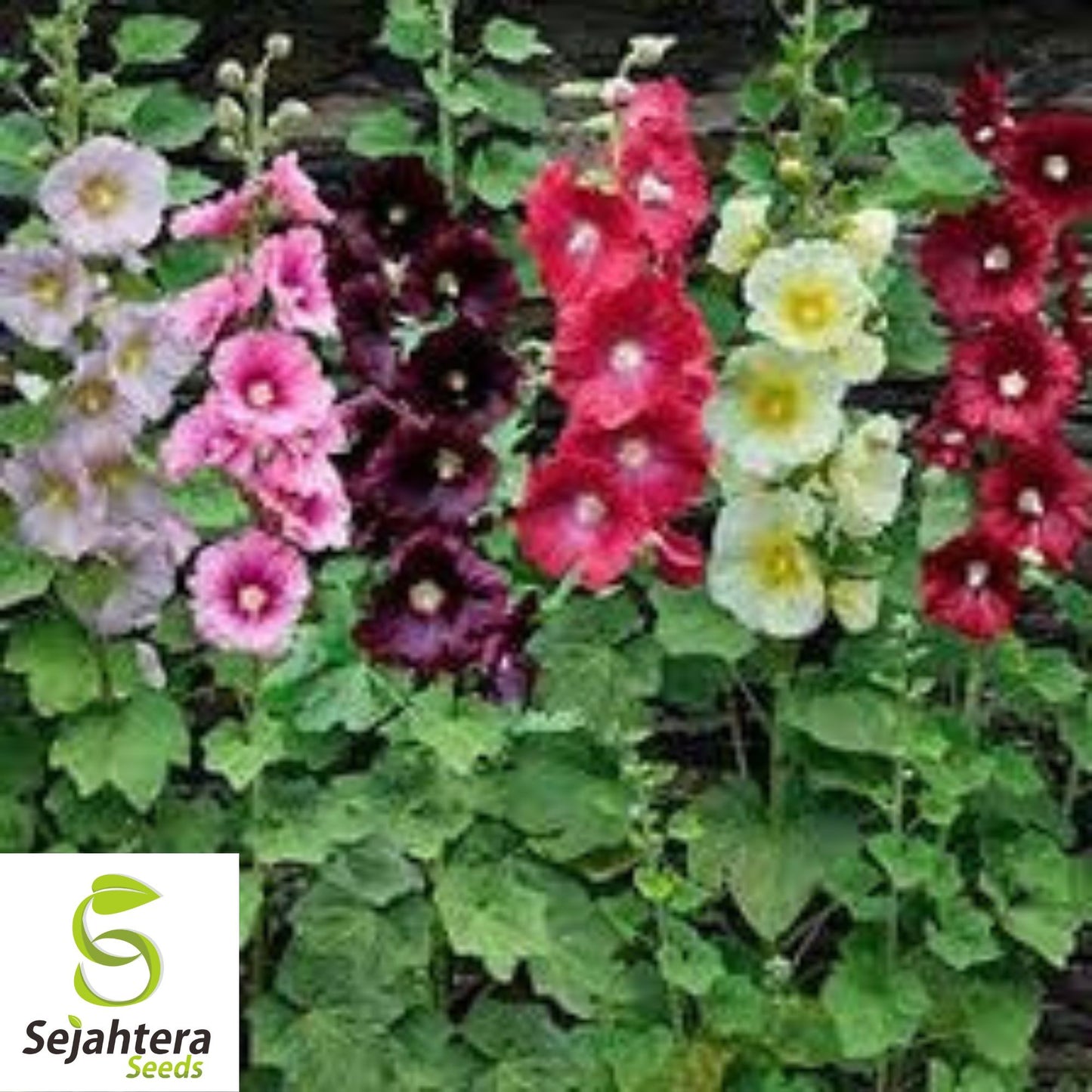 Hollyhock Mix Seeds - 120+ Heirloom - Huge Blooms, Pollinator-Friendly & Rare