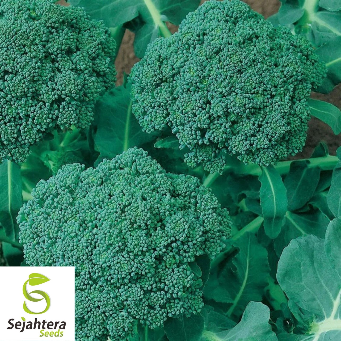 500 Waltham 29 Broccoli Seeds - Non-GMO, Heirloom Garden Vegetable