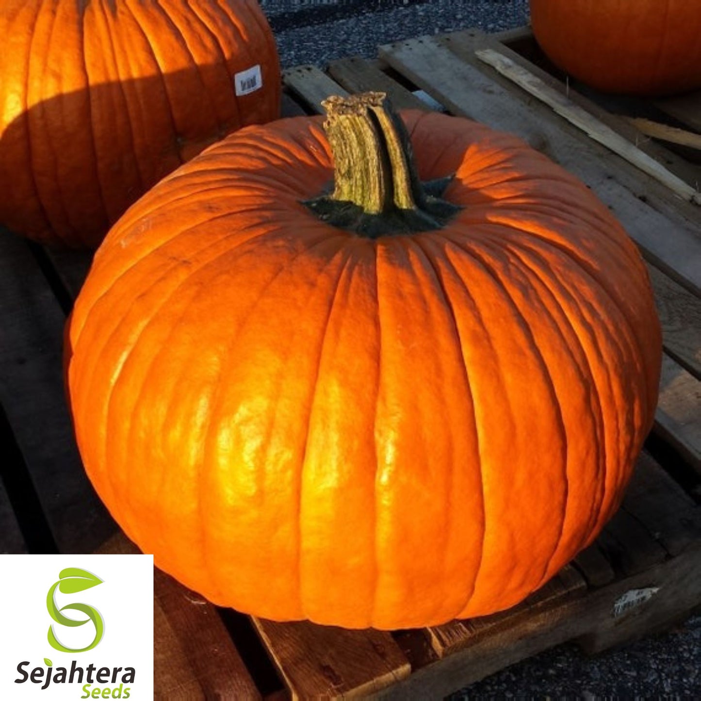 25+ Big Max Pumpkin Seeds - Giant, Heirloom, Non-GMO, Prize-Winning & Fresh