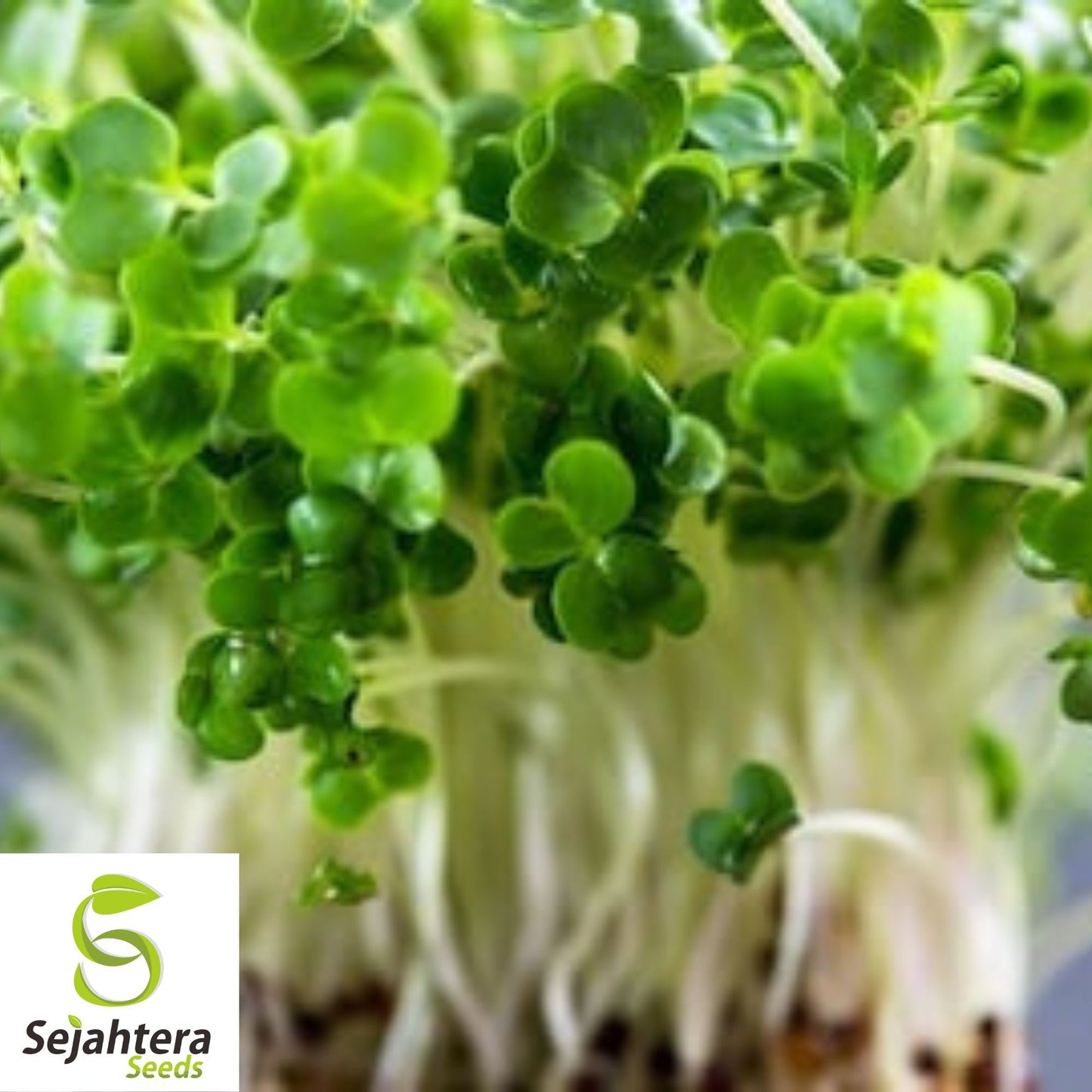 1000+ Curled Garden Cress Seeds | NON-GMO | Microgreens for Salad