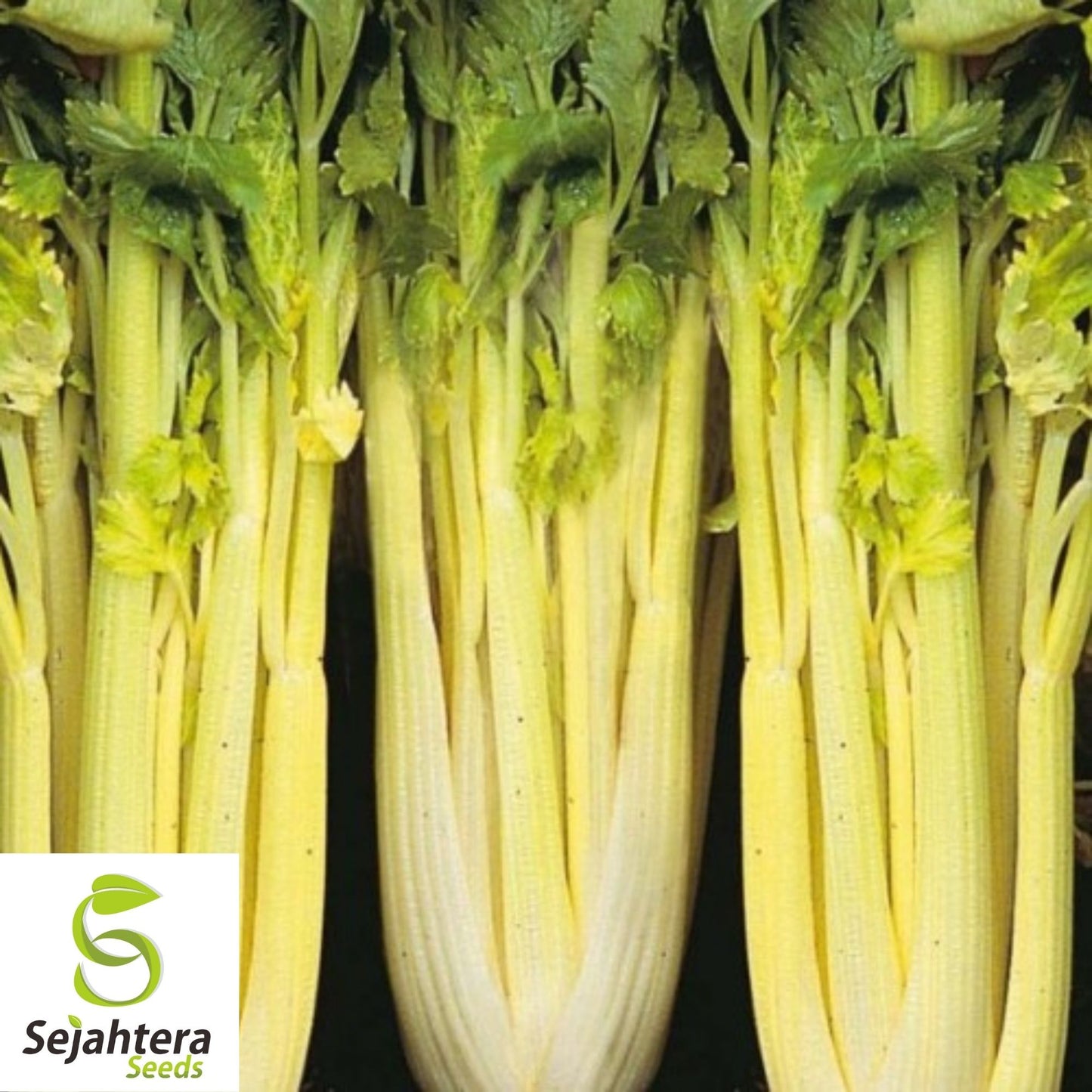 Golden Pascal Celery Seeds 500+ | Stringless Vegetable NON-GMO Garden USA