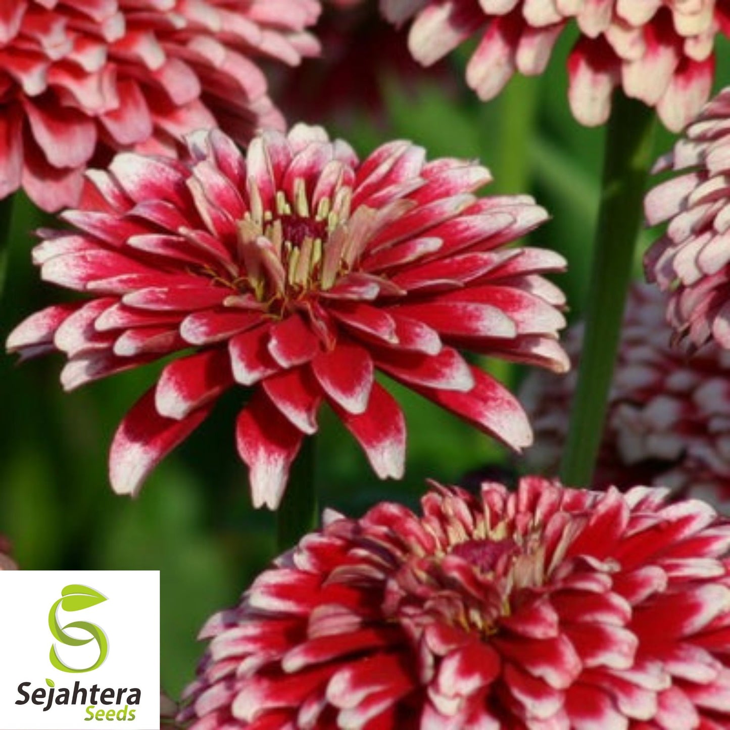 Zinnia elegans Ice Queen 25+ Seeds | Bi-Colored Petals for Vibrant Gardens