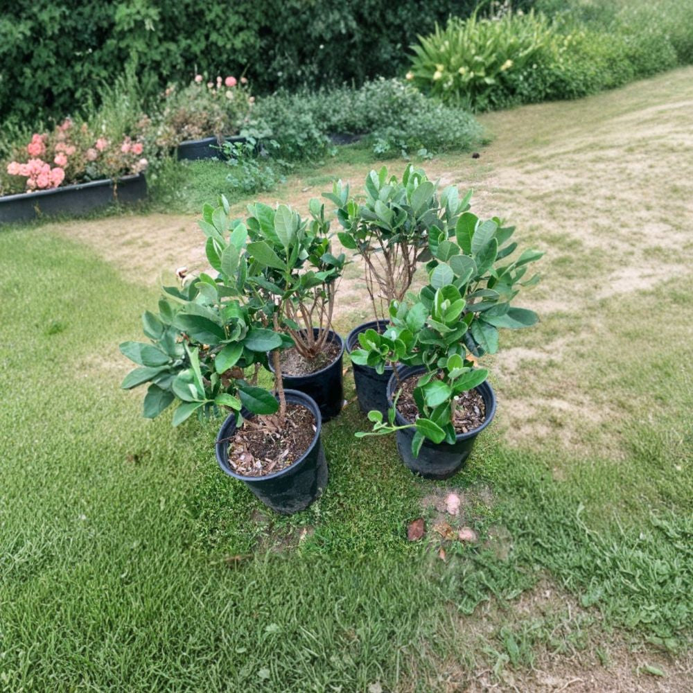Pineapple Guava – Feijoa sellowiana Live Plant | 1 Foot Tall | Ships in 6" (1 Gallon) Pot Sweet Tropical Flavor | Edible Flowers | Cold Hardy Fruit Shrub
