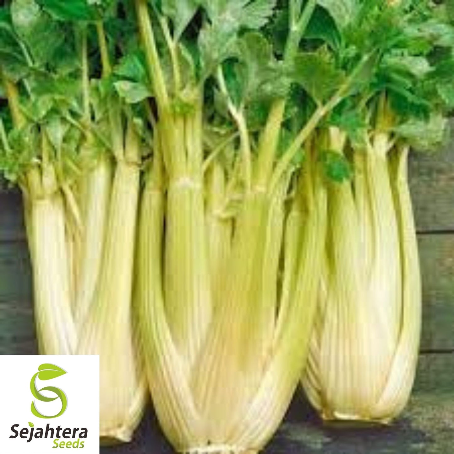 Golden Pascal Celery Seeds 500+ | Stringless Vegetable NON-GMO Garden USA