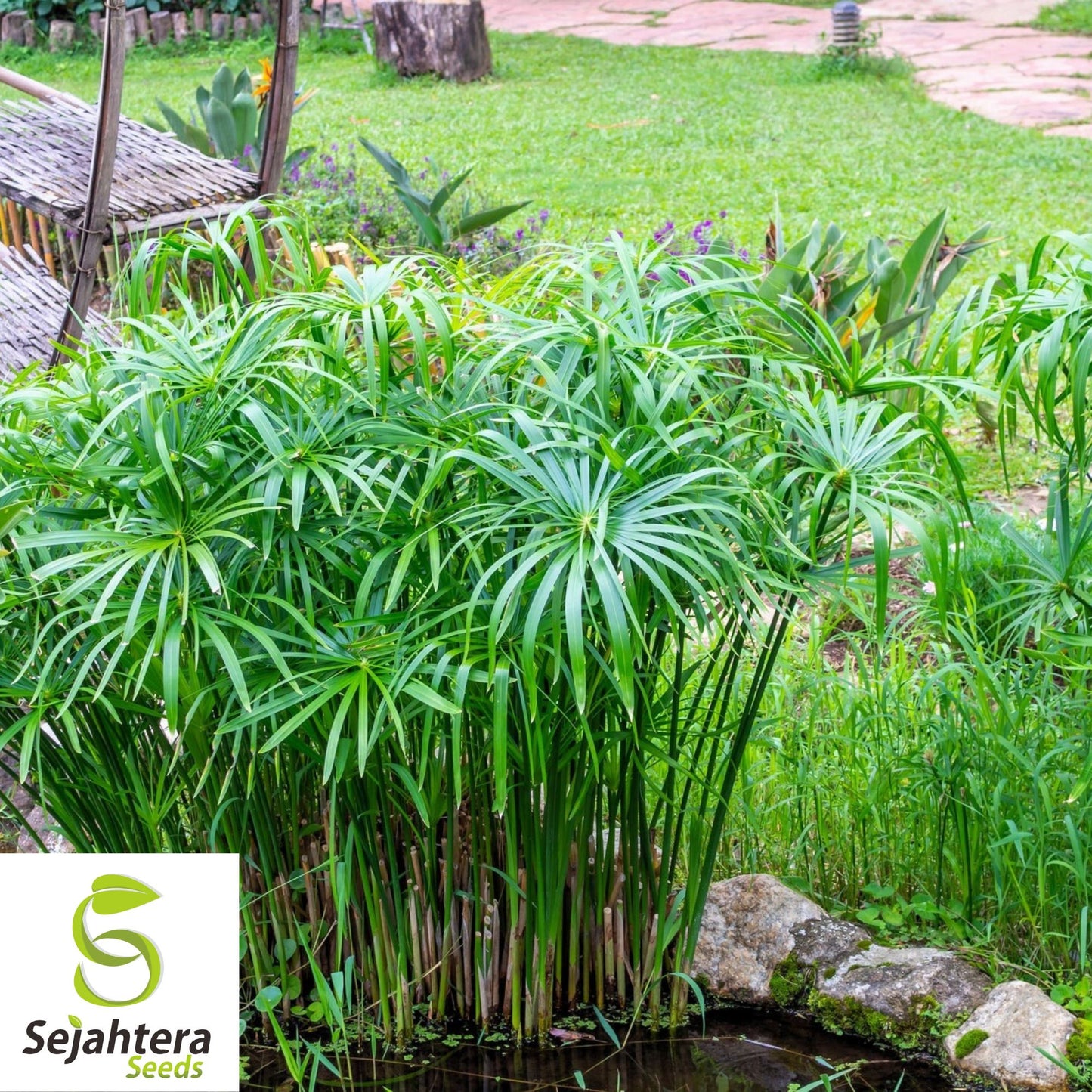 Umbrella Palm Seeds {Cyperus alternifolius} 50+ Seeds for Water Gardens
