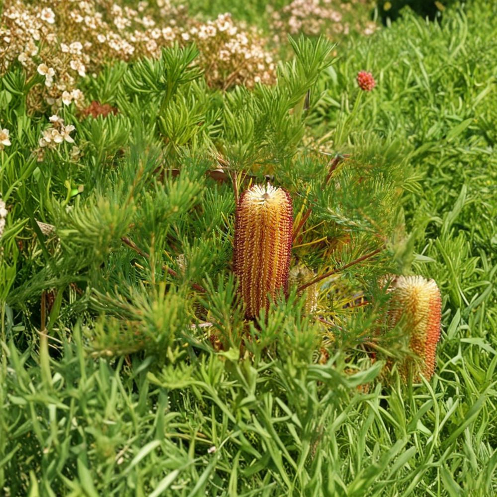 Banksia spinulosa ‘Schnapper Point’ – Hairpin Banksia Live Evergreen Shrub | 1 Foot Tall | Ships in 1 Gallon Pot Golden Bottlebrush Flowers | Compact Native Shrub | Fall to Spring Blooms