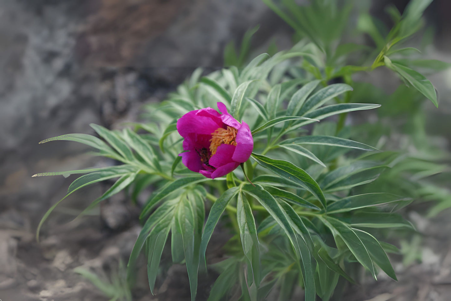Russian Fernleaf Peony (Paeonia anomala)