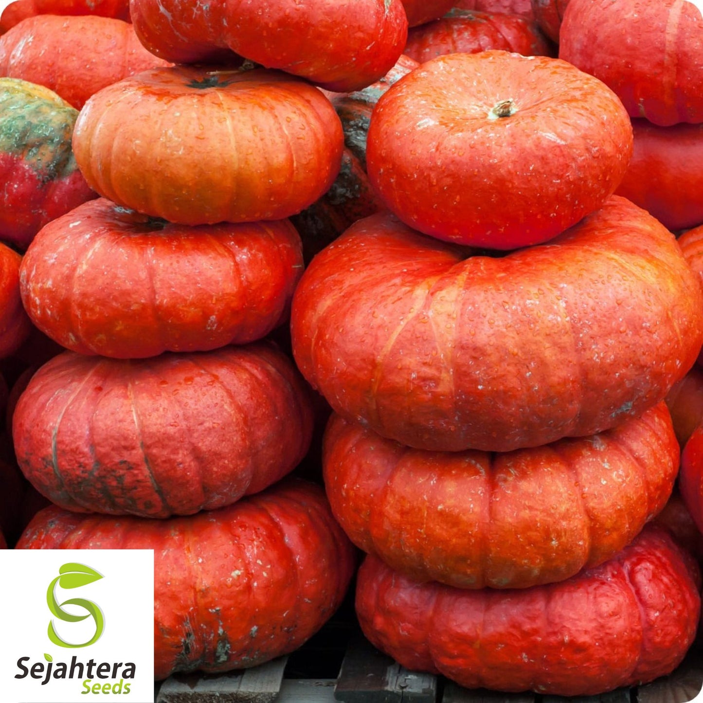 Cinderella Pumpkin Seeds - 30+ Heirloom, Organic, Non-GMO & Fresh