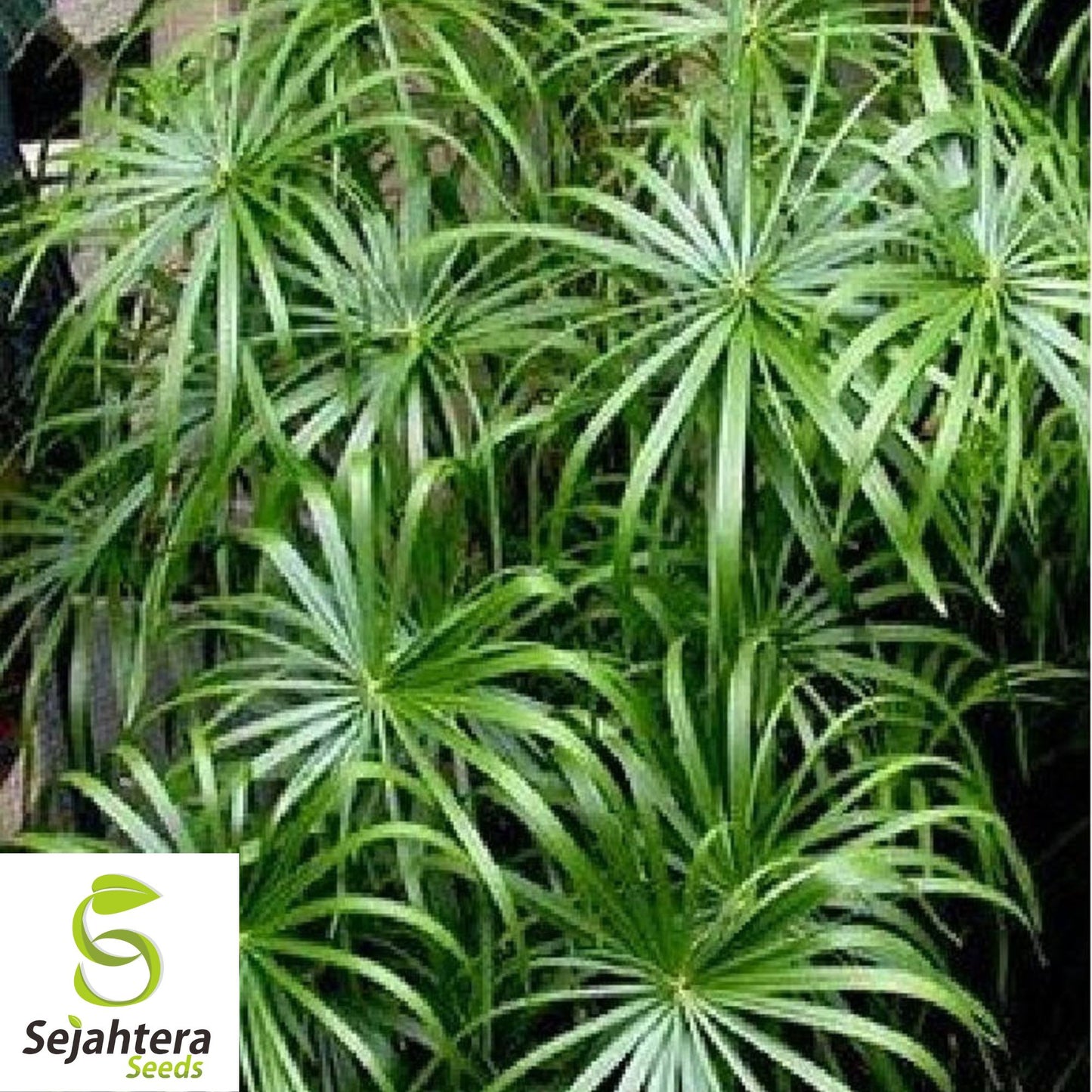 Umbrella Palm Seeds {Cyperus alternifolius} 50+ Seeds for Water Gardens