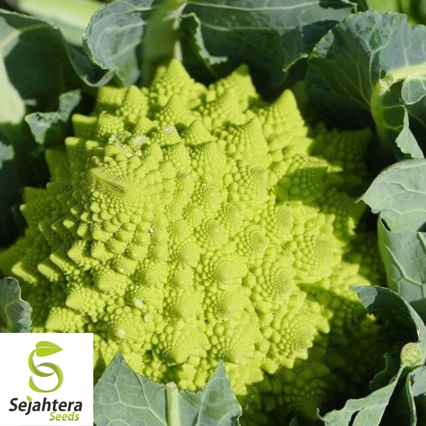 Romanesco Broccoli Seeds - 100+ Heirloom, Organic, Non-GMO & Fresh