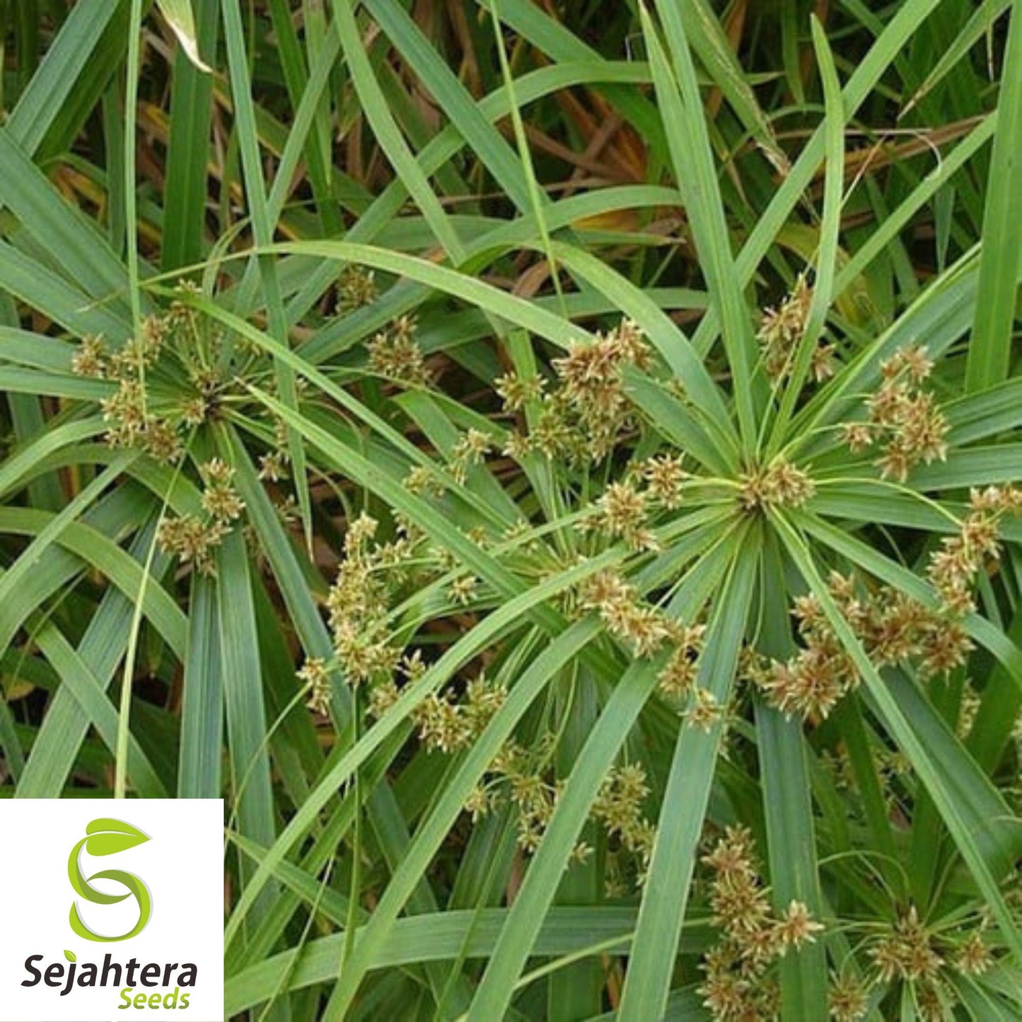 Umbrella Palm Seeds {Cyperus alternifolius} 50+ Seeds for Water Gardens