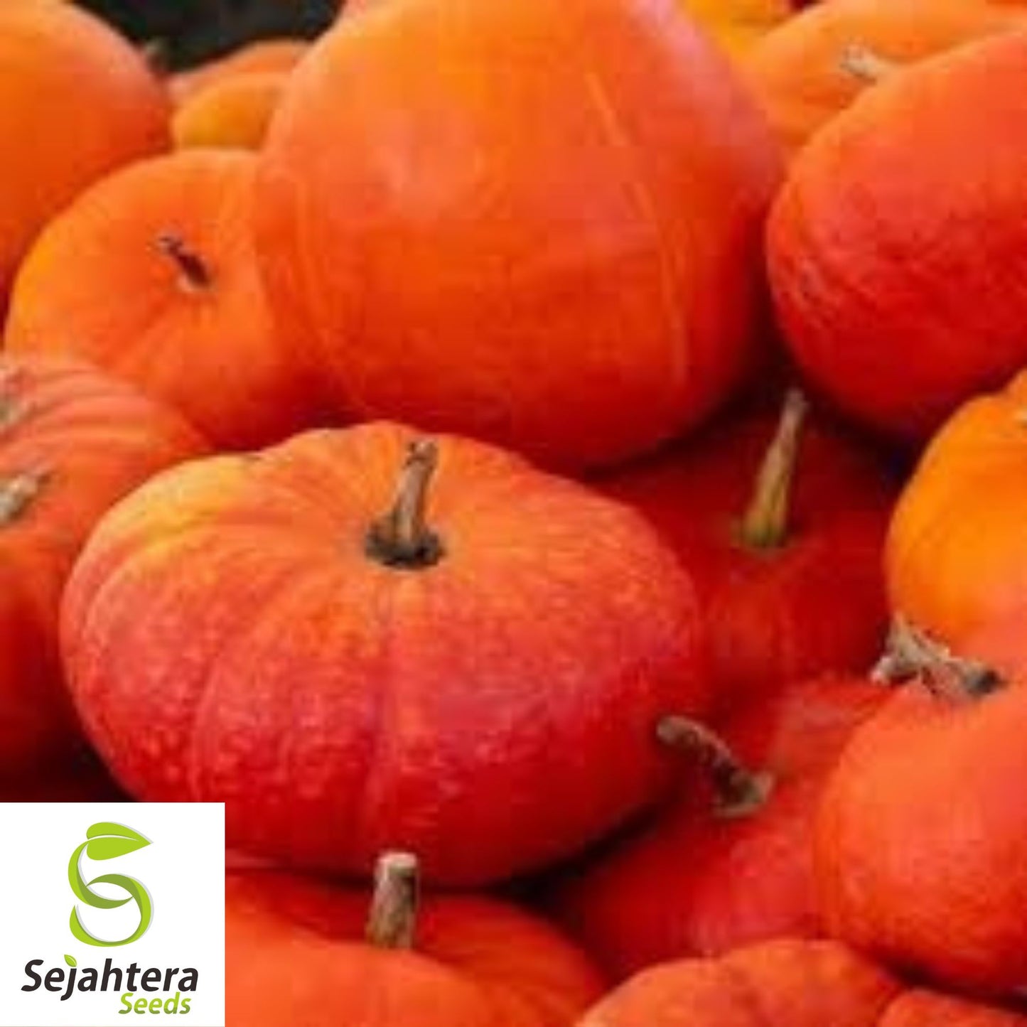 Cinderella Pumpkin Seeds - 30+ Heirloom, Organic, Non-GMO & Fresh