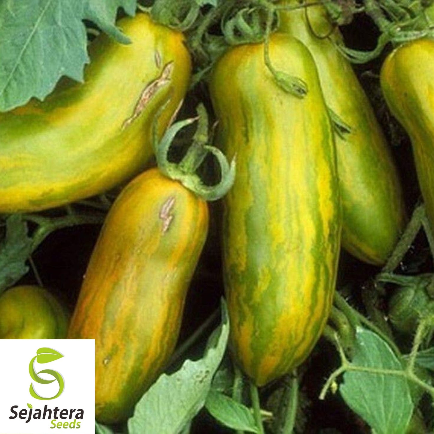 30 Green Sausage Tomato Seeds - Non-GMO, Heirloom & Unique Variety