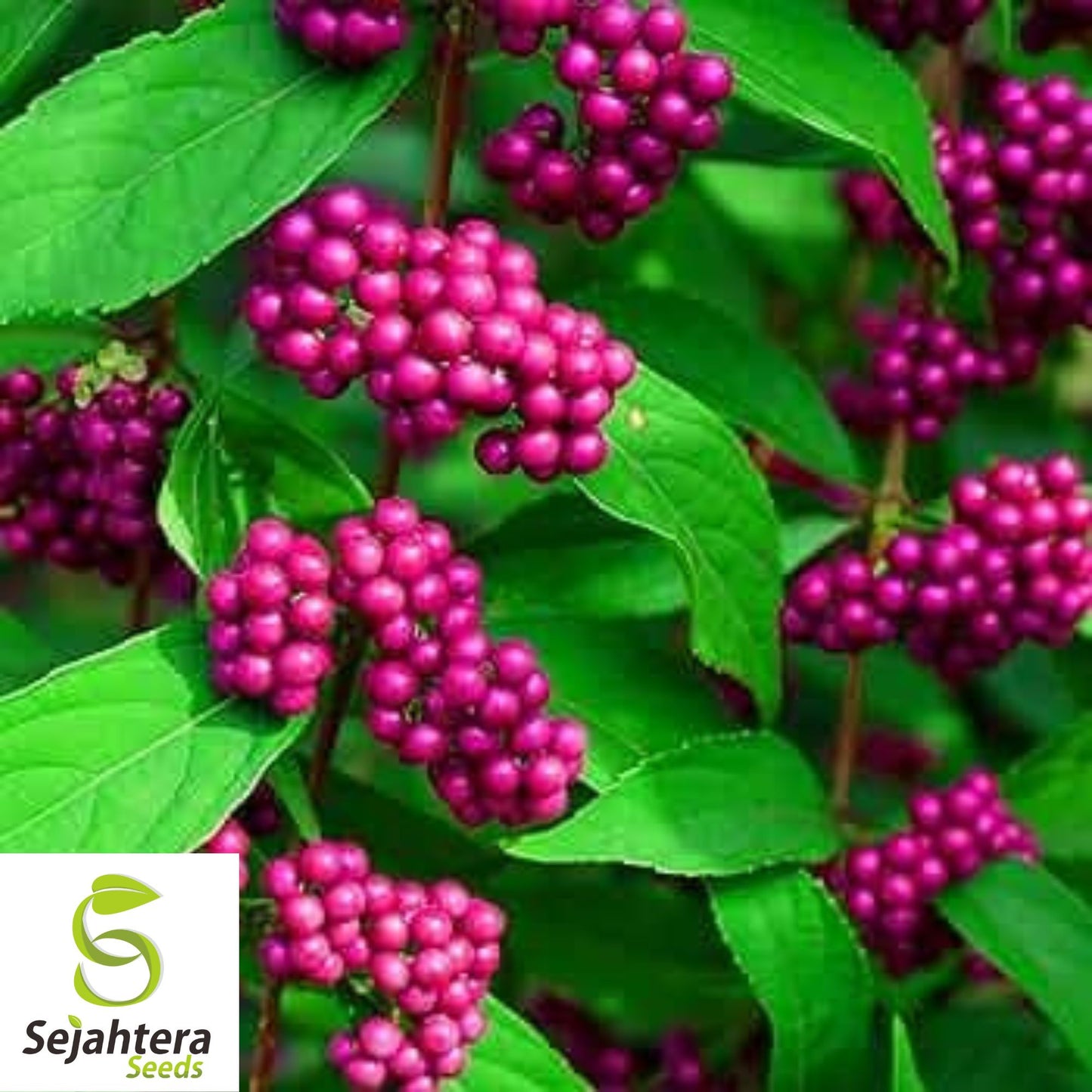American Beautyberry Seeds {Callicarpa americana} 30+ Perennial Seeds