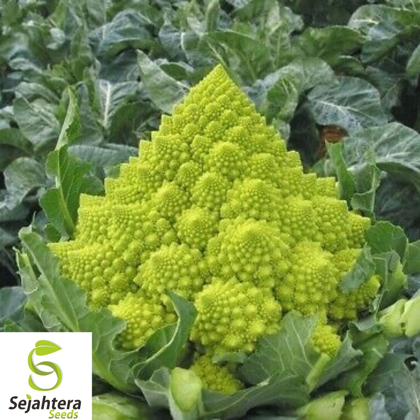 100+ Romanesco Broccoli Seeds - Heirloom, Organic, Non-GMO, Unique & Nutritious