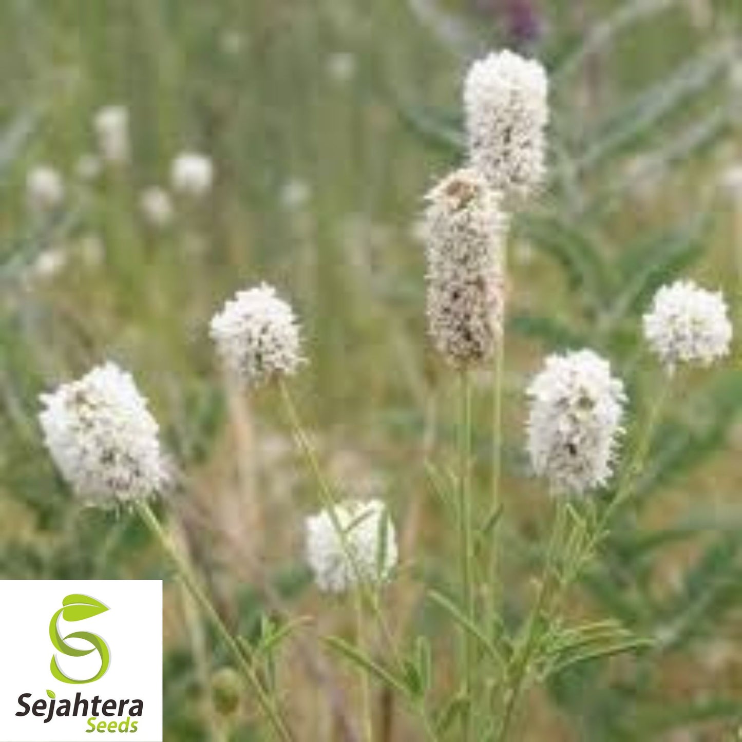 Organic White Clover Seeds {Dalea candida} 100+ Seeds