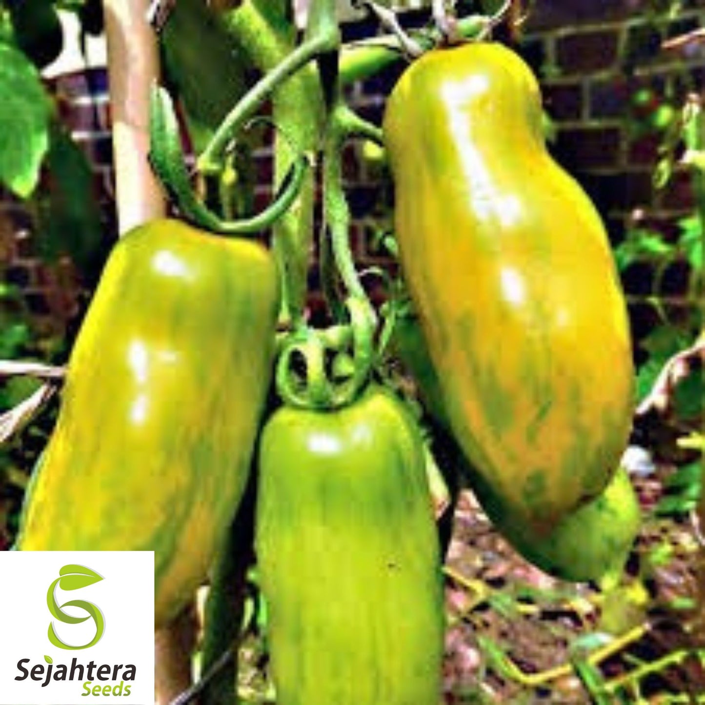 30 Green Sausage Tomato Seeds - Non-GMO, Heirloom & Unique Variety
