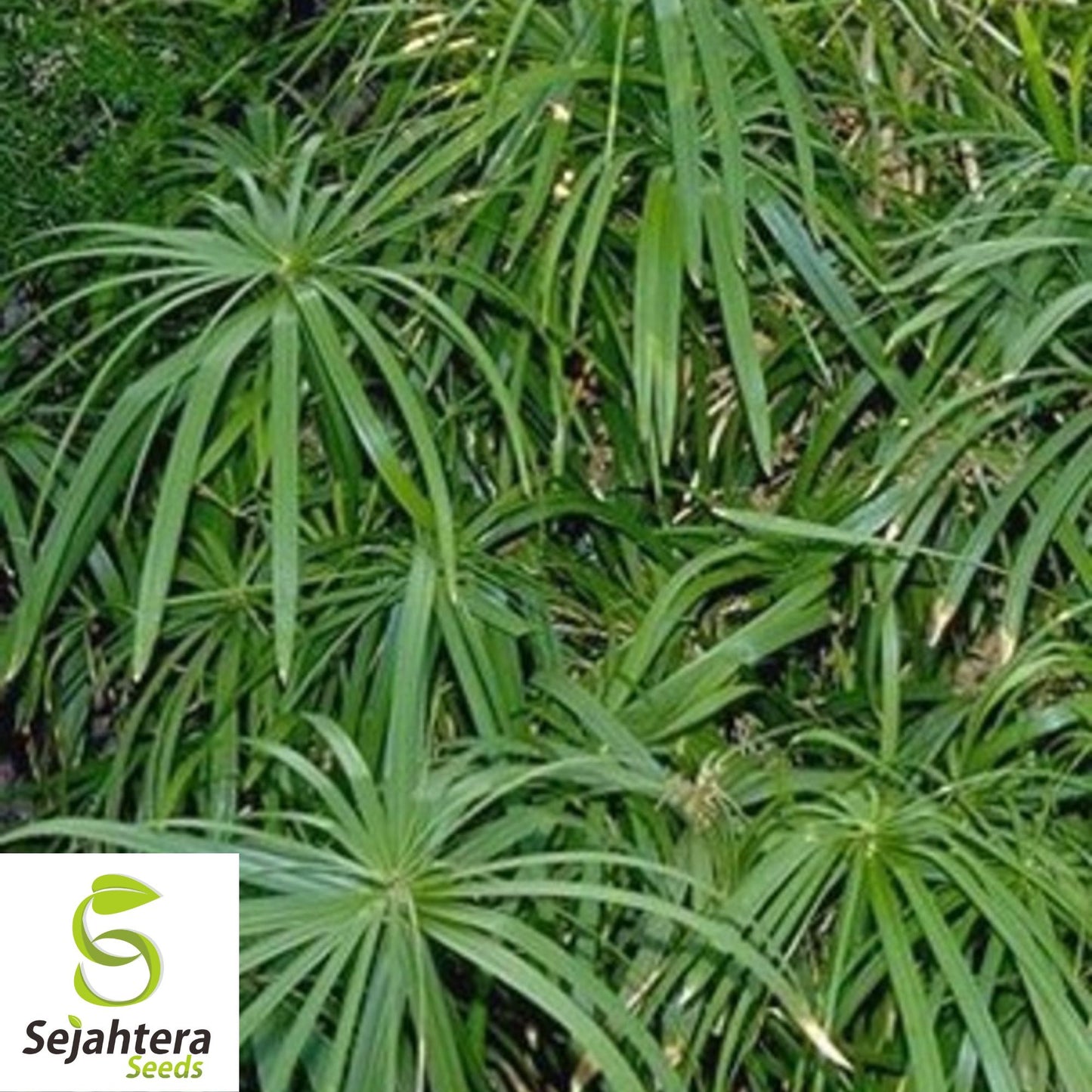 Umbrella Palm Seeds {Cyperus alternifolius} 50+ Seeds for Water Gardens