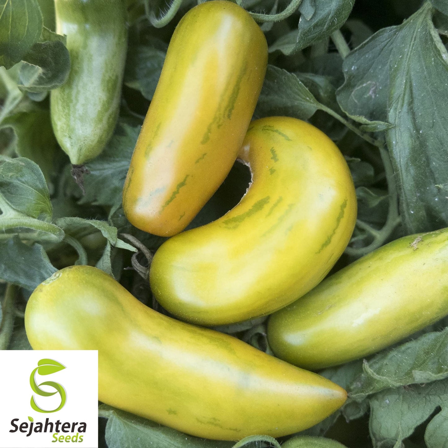 30 Green Sausage Tomato Seeds - Non-GMO, Heirloom & Unique Variety