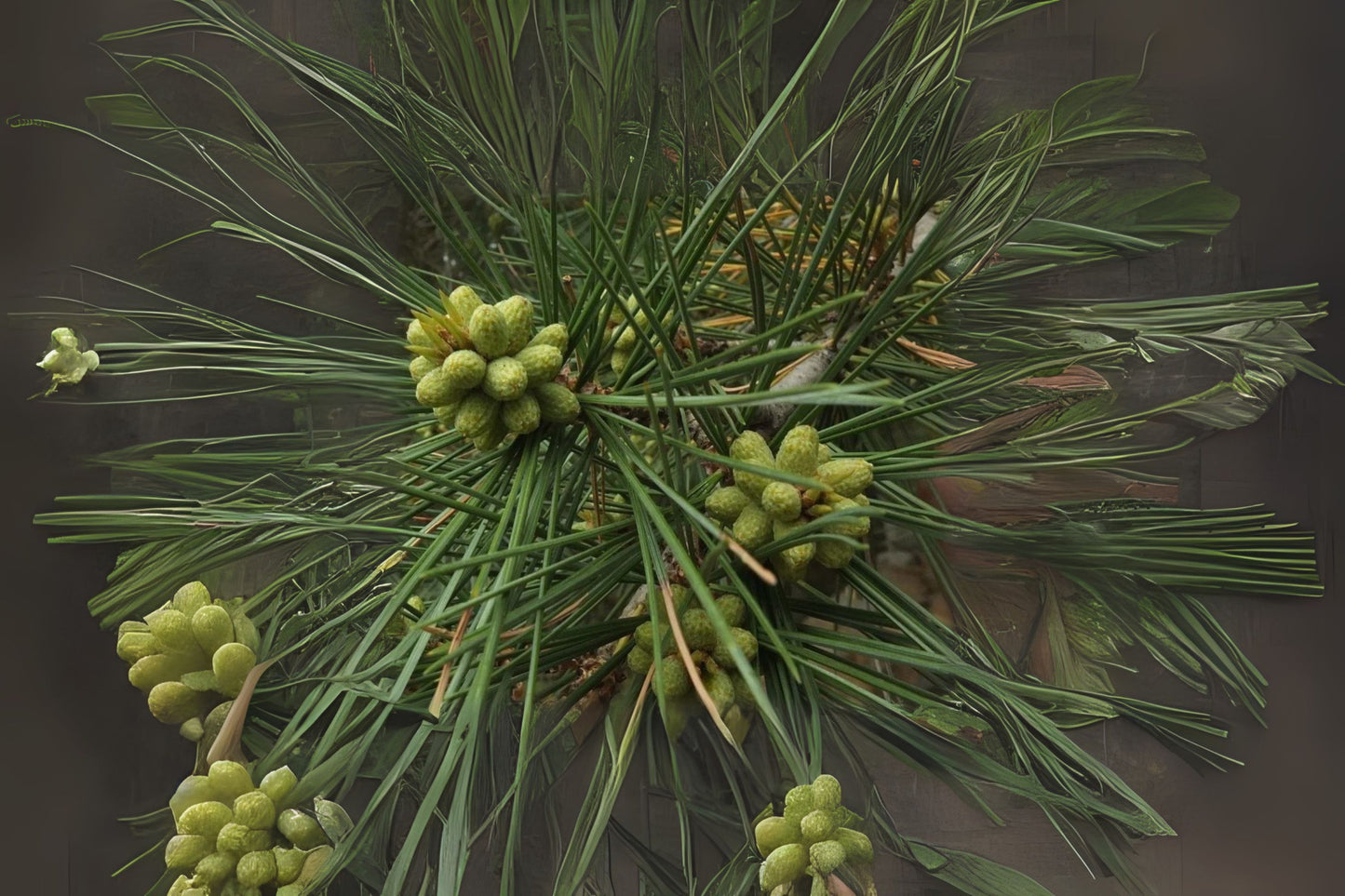 Chilghoza Chilgoza Nut Geraldss Nepal Pine (Pinus gerardiana)