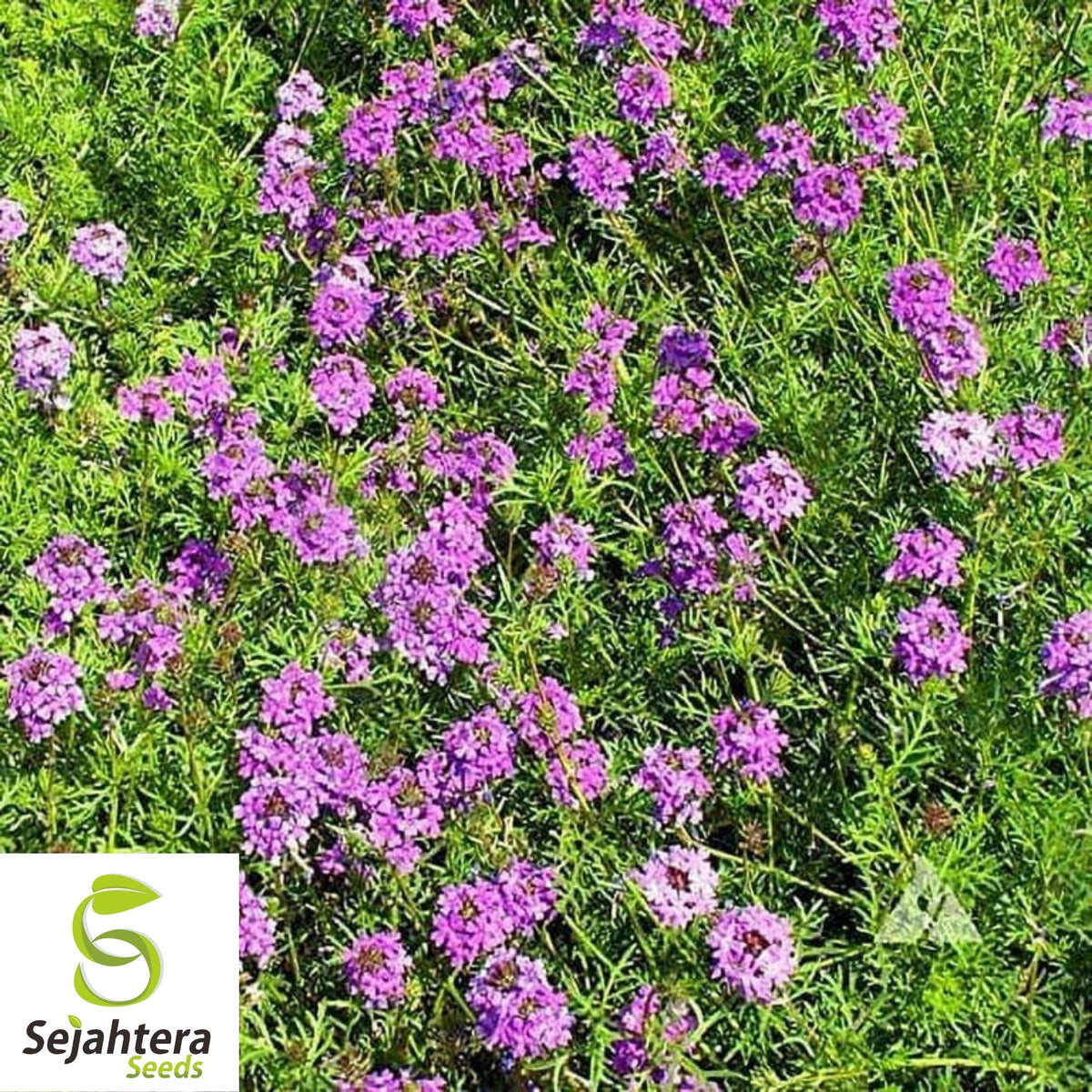 Purple Moss Verbena Seeds 300+ | Violet Ground Cover Flower Verbena tenuisecta USA