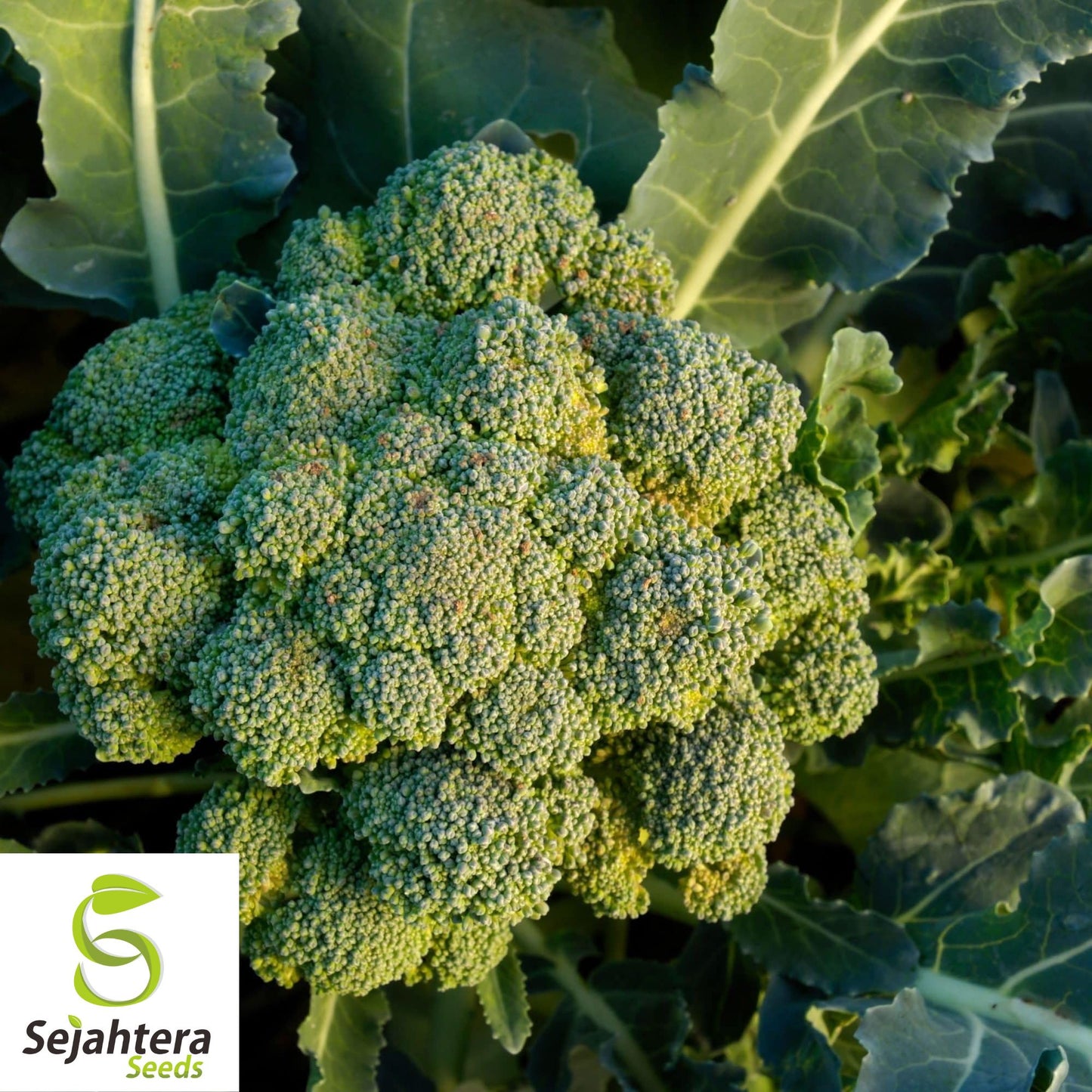 500 Waltham 29 Broccoli Seeds - Non-GMO, Heirloom & Cold Hardy Variety