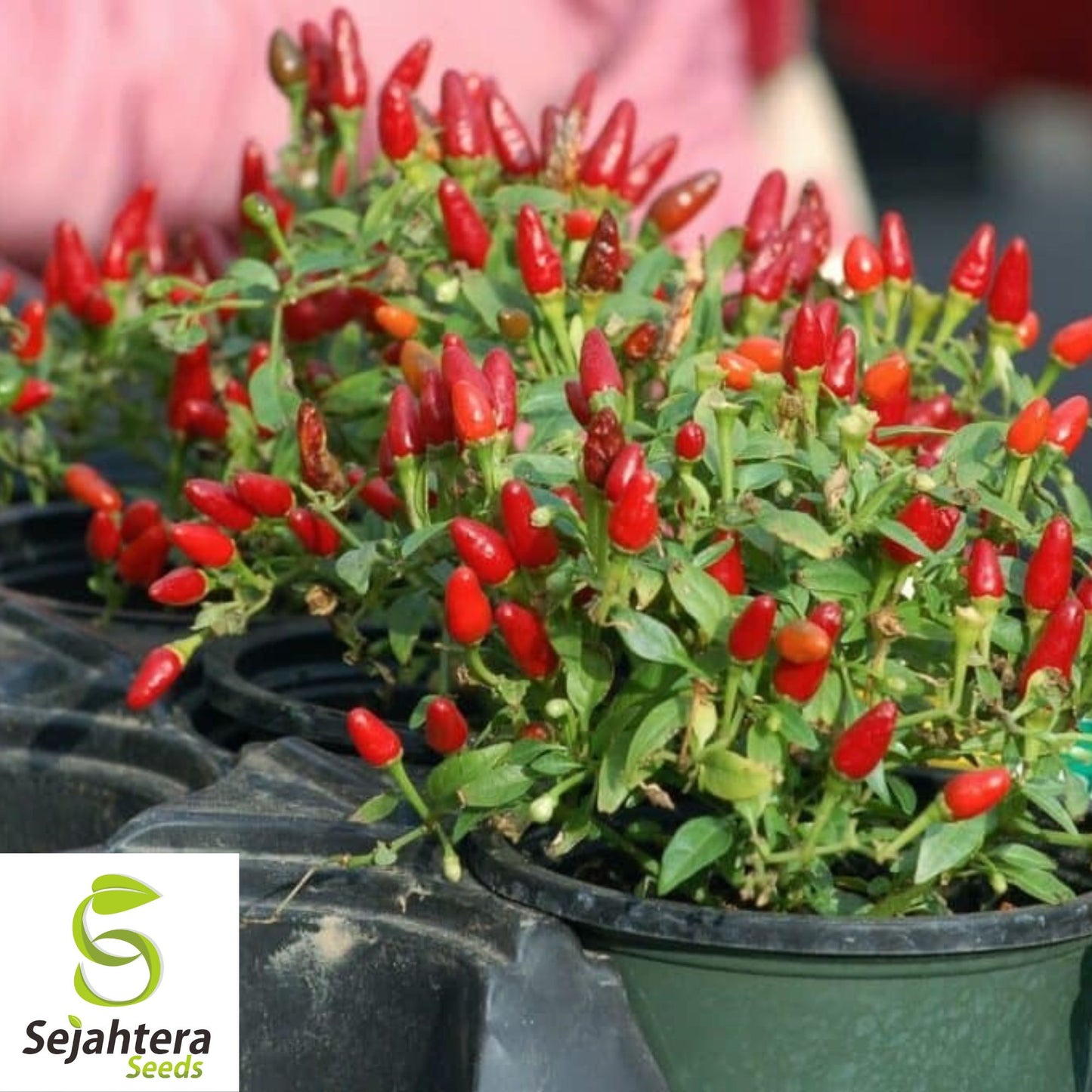 50+ Pequin Chili Pepper Seeds - Hot Piquin Bird Pepper, Non-GMO, Spicy Variety