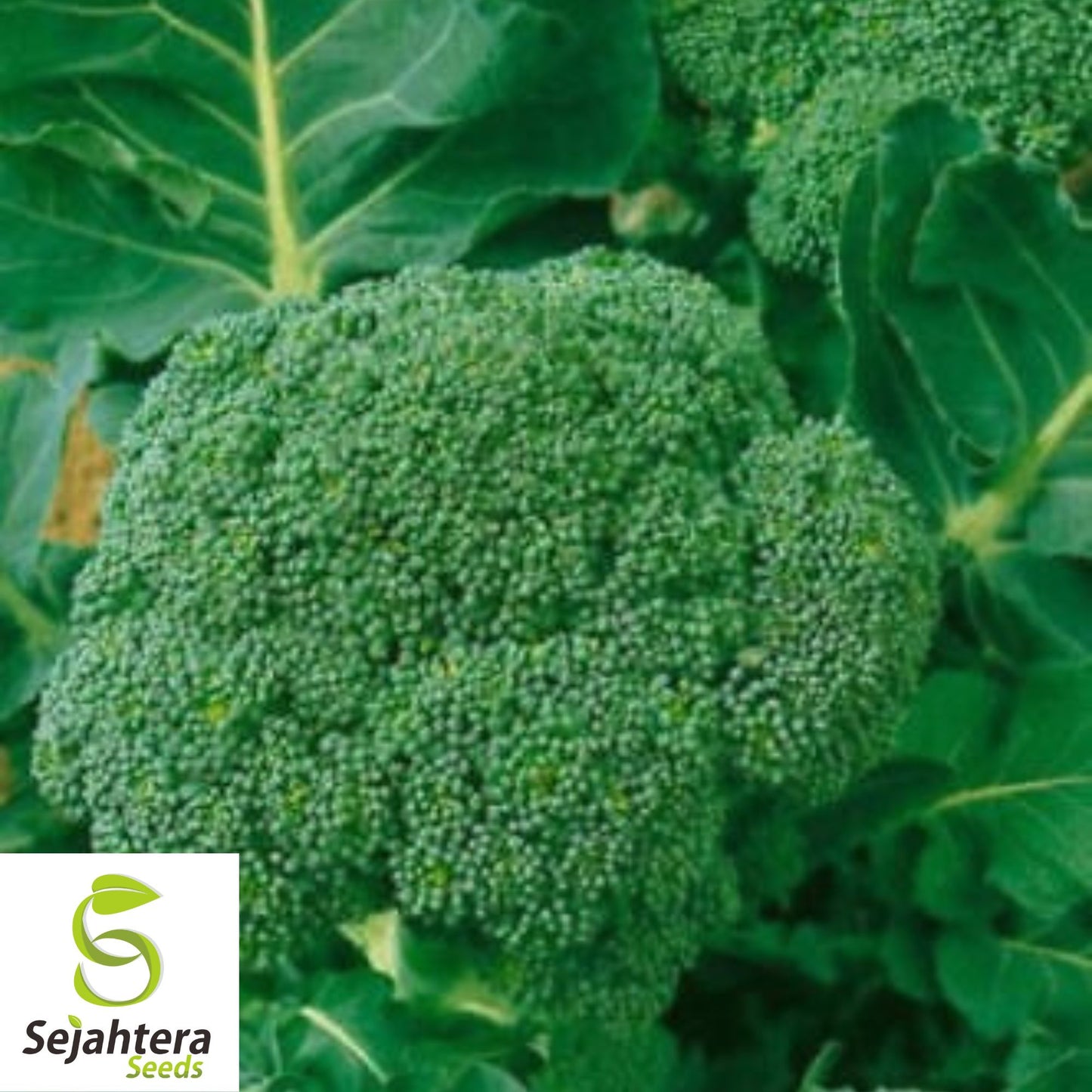 500 Waltham 29 Broccoli Seeds - Non-GMO, Heirloom & Cold Hardy Variety