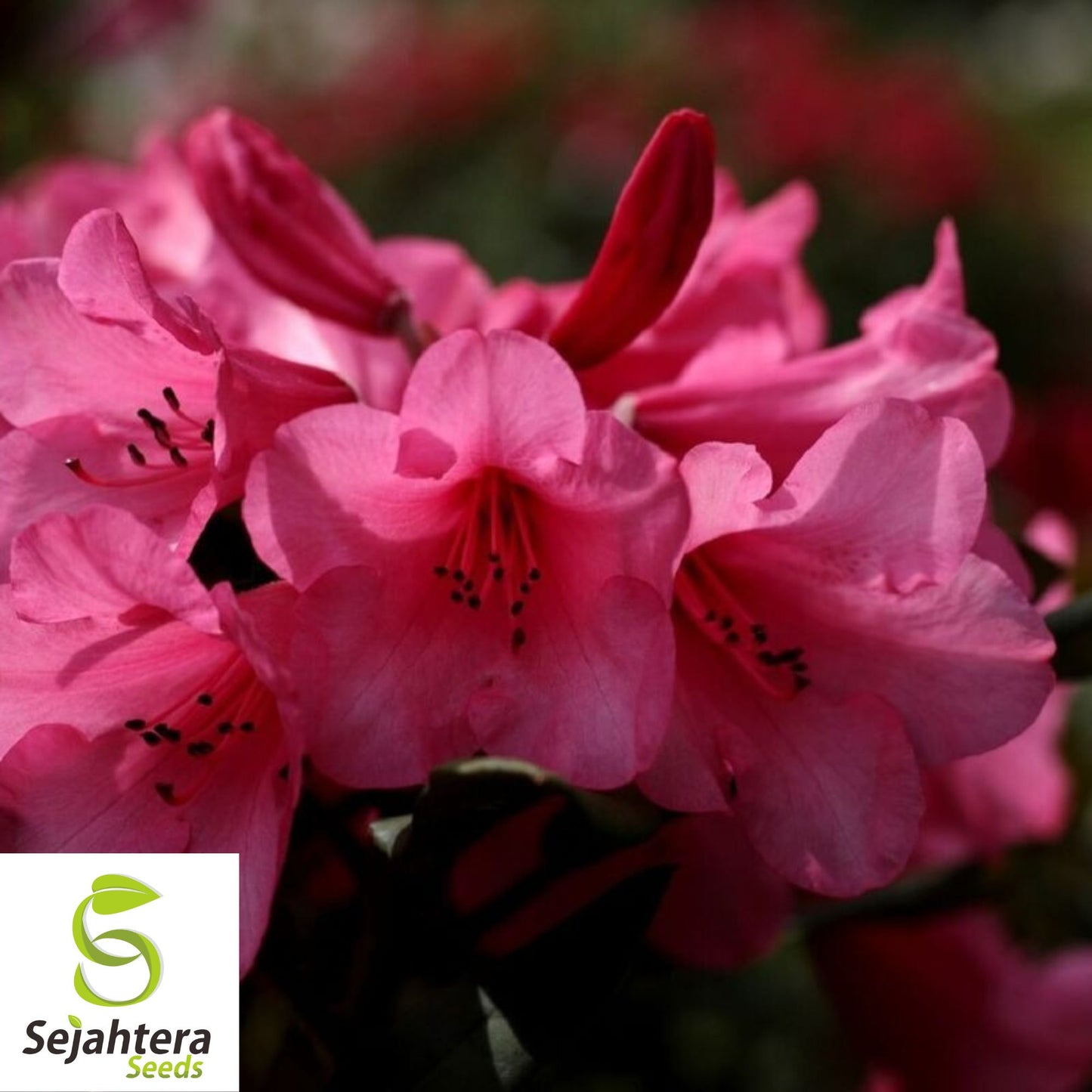 Plumleaf Azalea Seeds {Rhododendron prunifolium} Pre-Stratified 50 Seeds