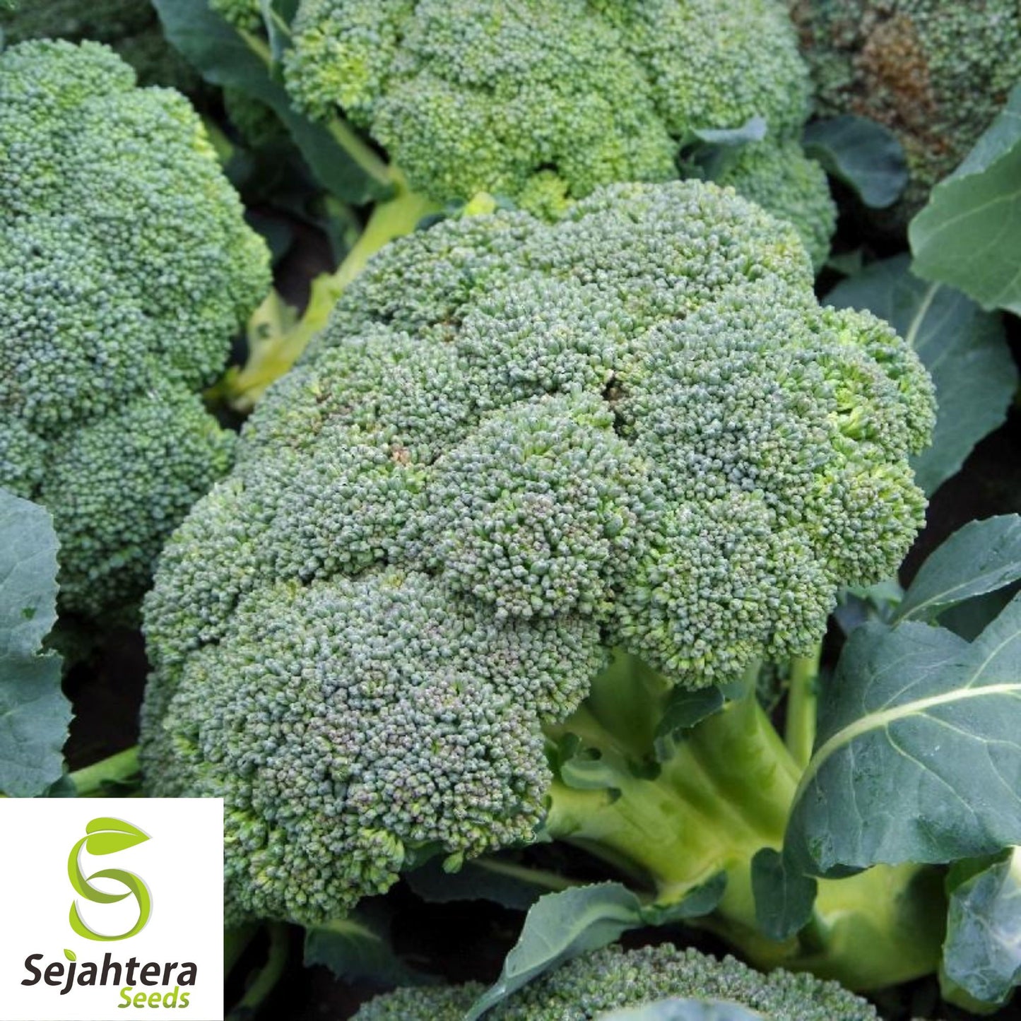 500 Waltham 29 Broccoli Seeds - Non-GMO, Heirloom & Cold Hardy Variety