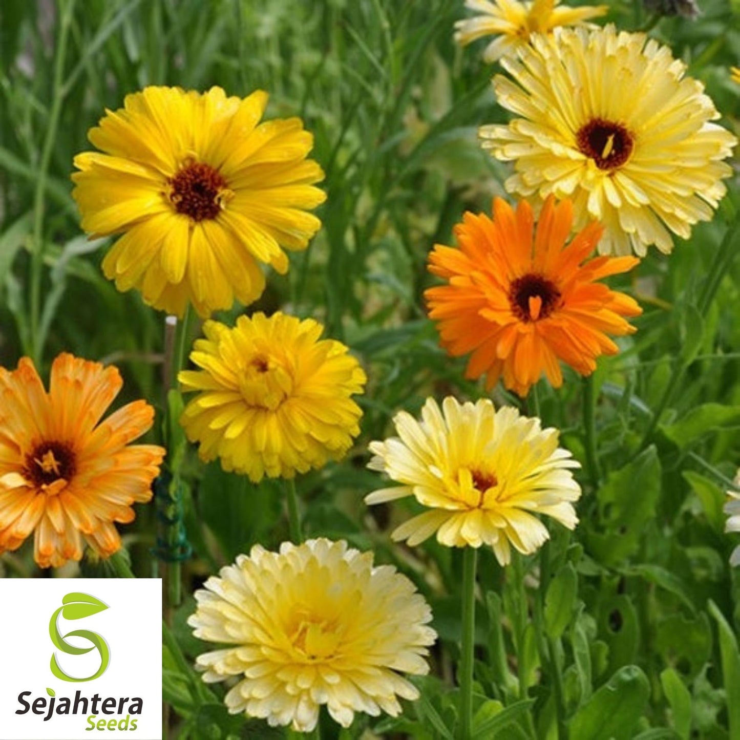 Calendula Seeds Pacific Beauty Mix 100 Ct | Annual Flower NON-GMO USA