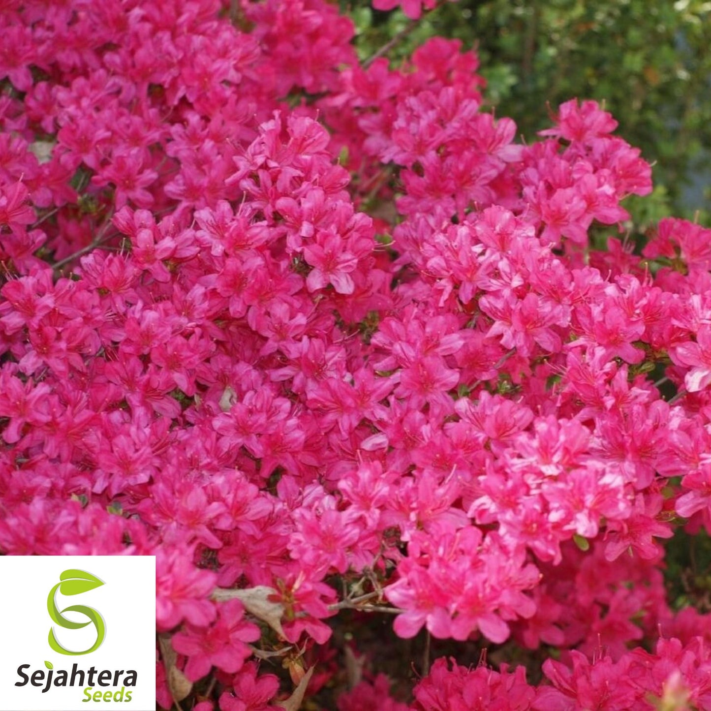 Plumleaf Azalea Seeds {Rhododendron prunifolium} Pre-Stratified 50 Seeds