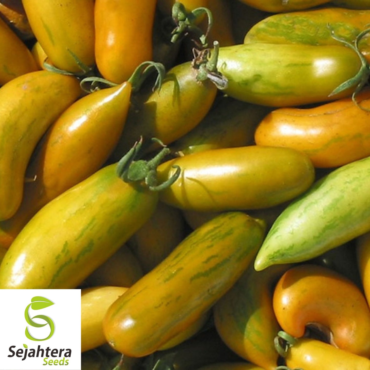 30 Green Sausage Tomato Seeds - Non-GMO, Heirloom & Unique Variety