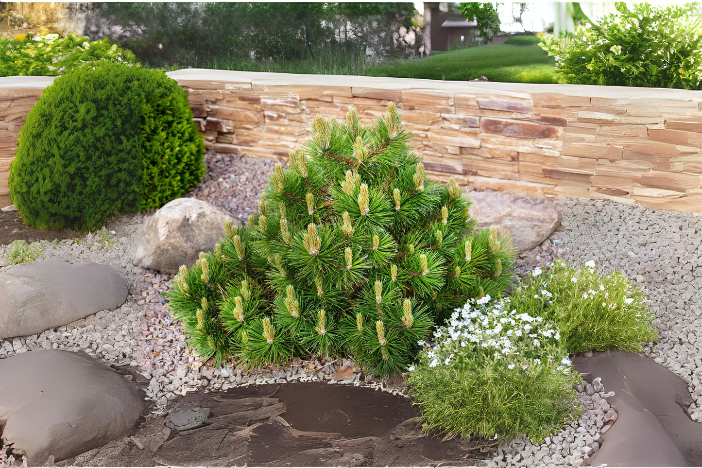 Dwarf Mountain Tree (Pinus mugo)