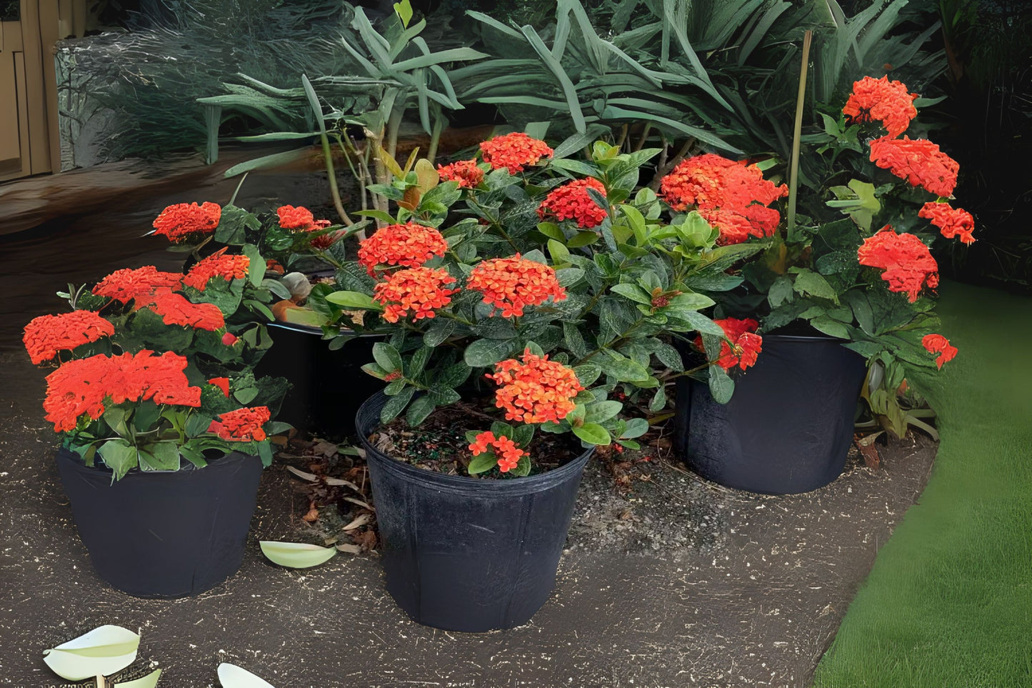 Maui Red Ixora Live Plant - Tropical Orange Red Flower Starter Size - Ixora coccinea Maui in 4" Pot - Easy to Grow, Low Maintenance