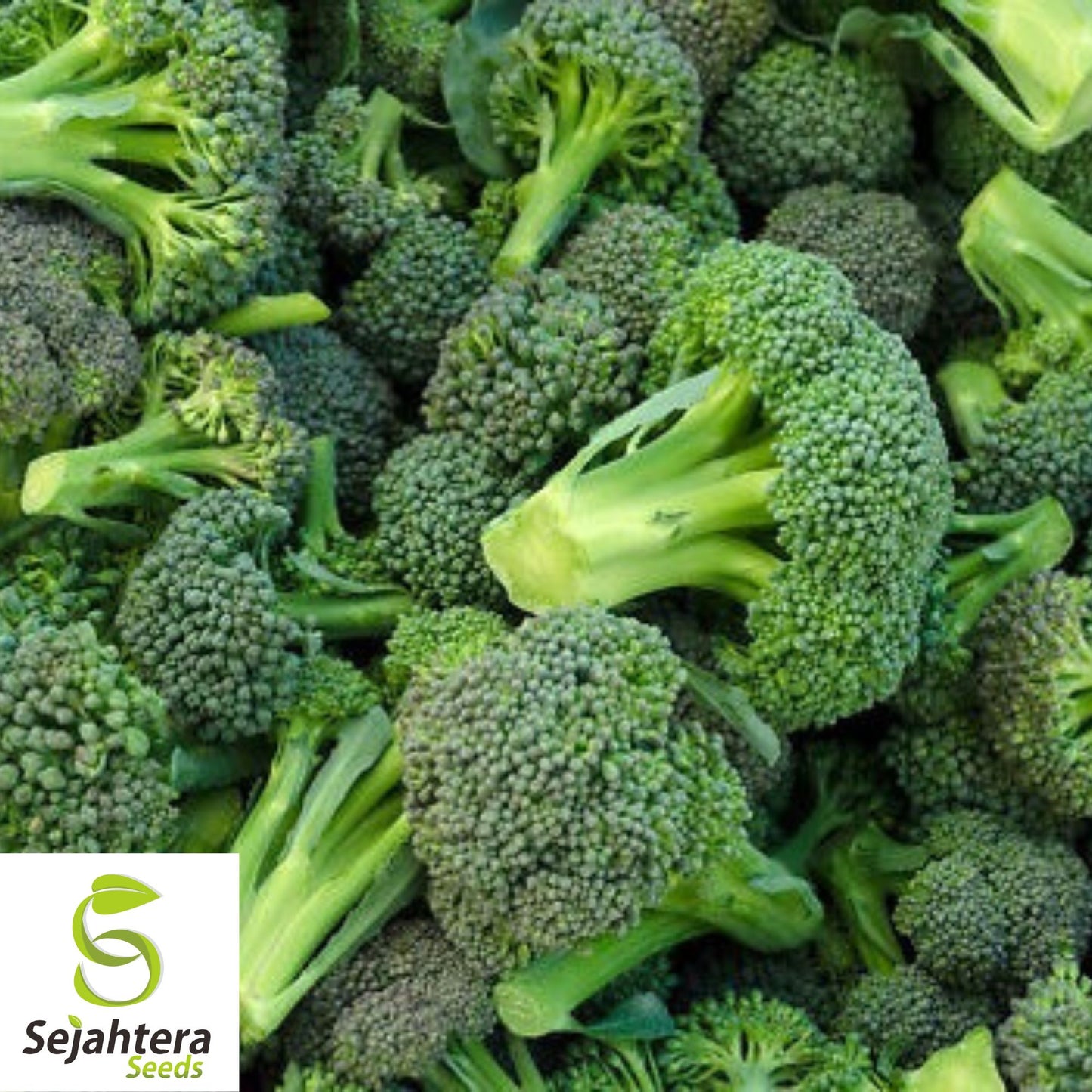 500 Waltham 29 Broccoli Seeds - Non-GMO, Heirloom & Cold Hardy Variety