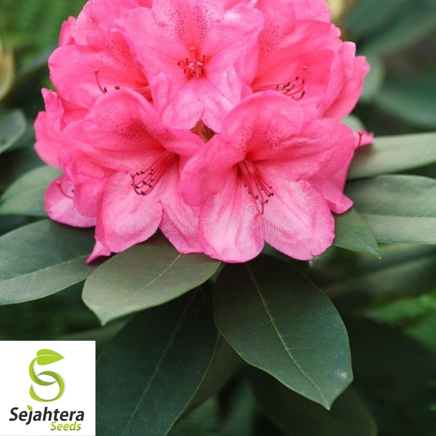 Plumleaf Azalea Seeds {Rhododendron prunifolium} Pre-Stratified 50 Seeds
