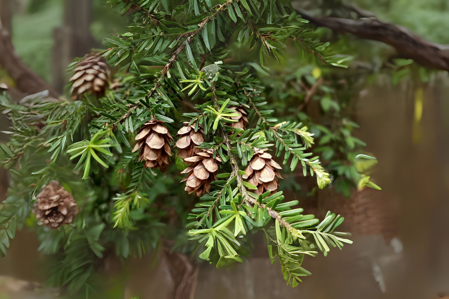 Western Hemlock (Tsuga heterophylla)
