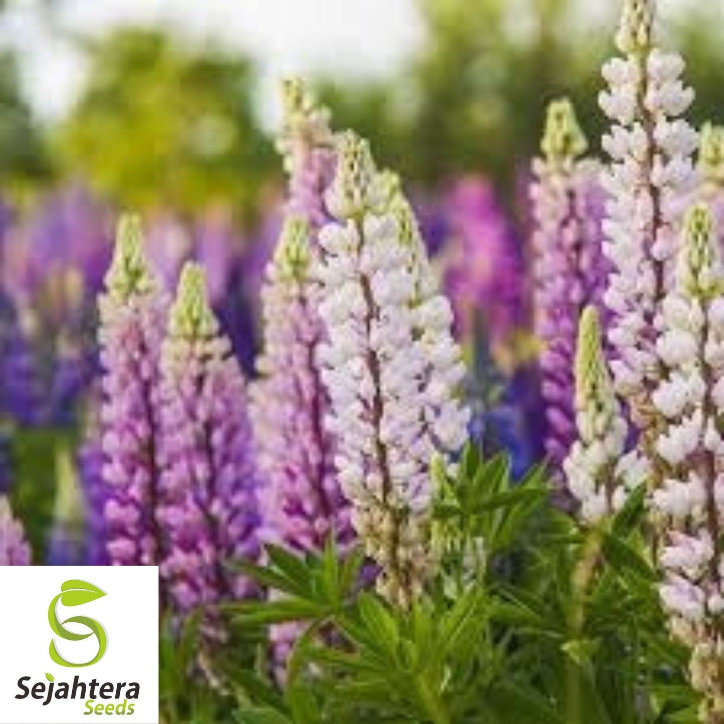 Russell Lupine Seeds - 100+ Heirloom - Perennial, Pollinator-Friendly & Vibrant