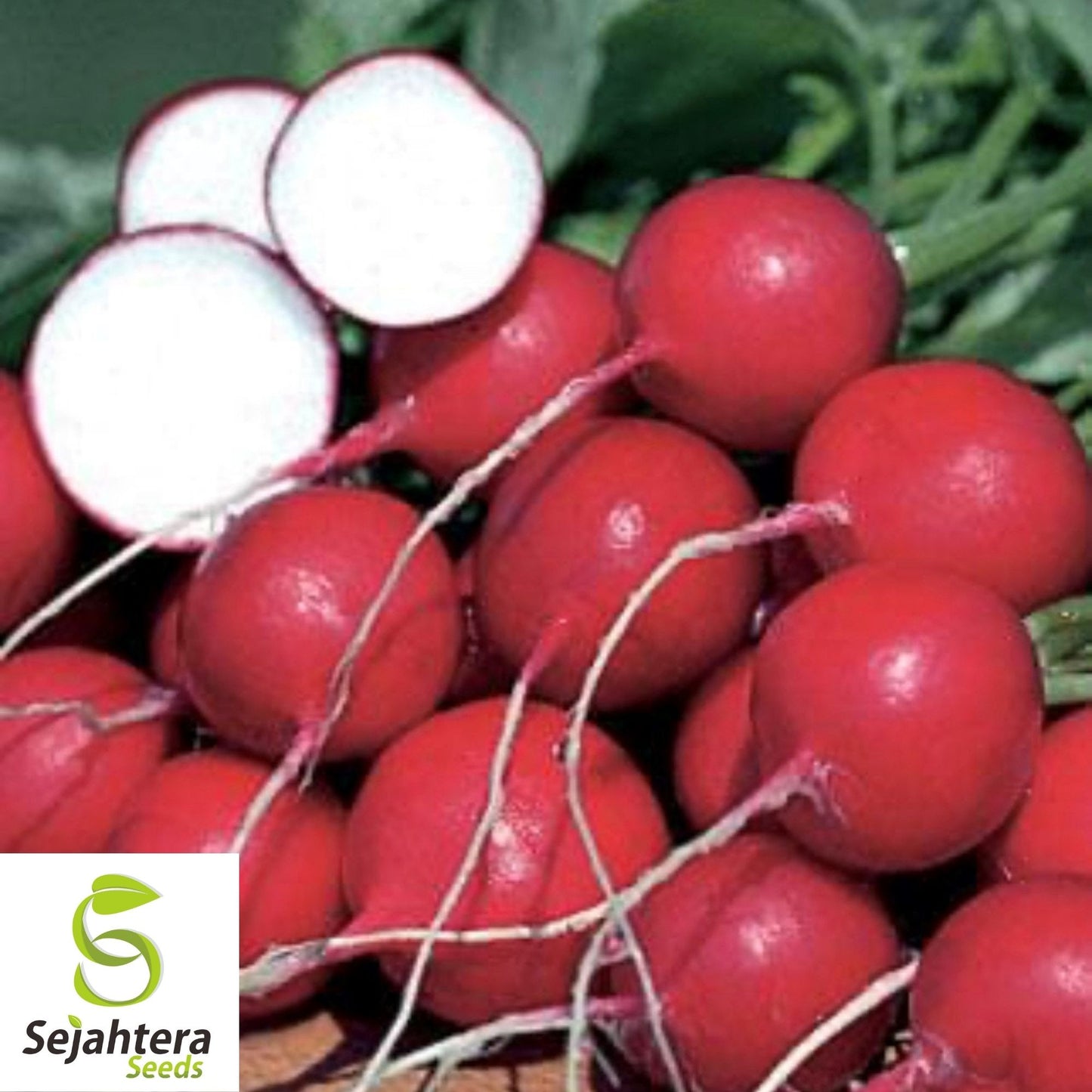 German Giant Radish Seeds 200 Ct | Heirloom Vegetable Garden NON-GMO USA