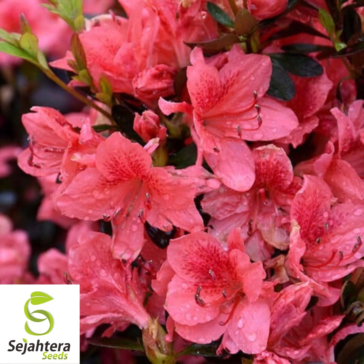 Plumleaf Azalea Seeds {Rhododendron prunifolium} Pre-Stratified 50 Seeds