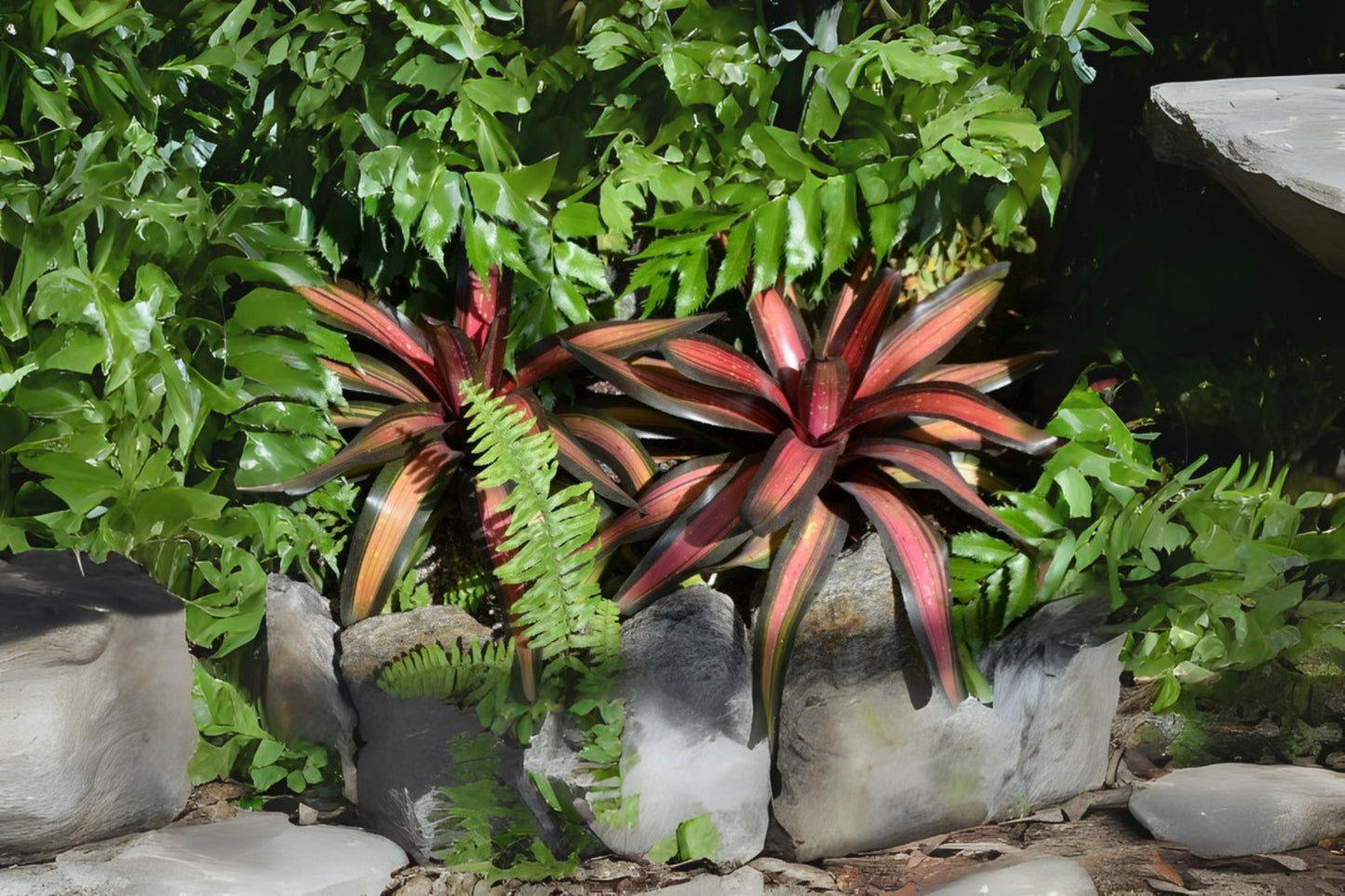 Bromeliad Plant 6" Pot Neoregelia 'Margaret' Tropical Houseplant, Exotic Indoor Decor, Air Purifying Bromeliad