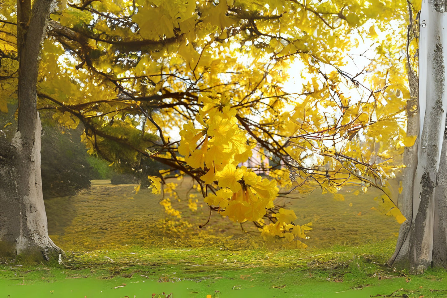 Golden Trumpet Tree Plant - 4 Inch Pot - Tabebuia chrysotricha - Showy Yellow Flowers - Well-Rooted Starter Size Plant