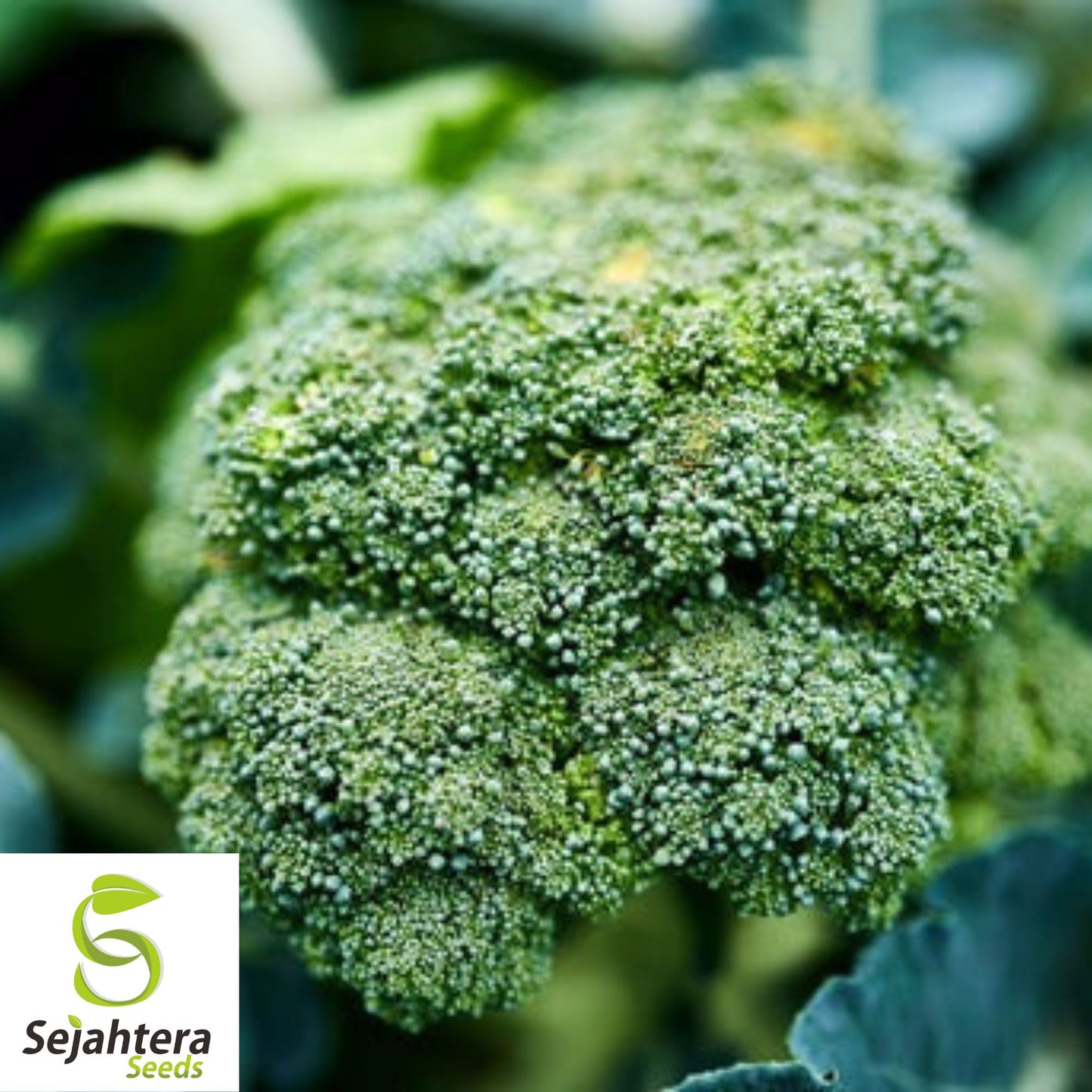 500 Waltham 29 Broccoli Seeds - Non-GMO, Heirloom & Cold Hardy Variety