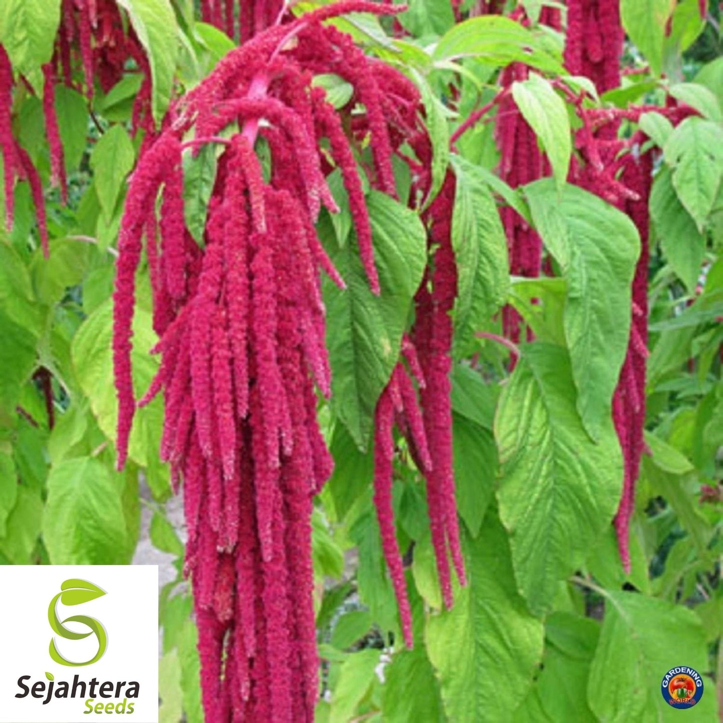 Amaranth Love Lies Bleeding Seeds 1000+ Annual CUT FLOWER NON-GMO USA